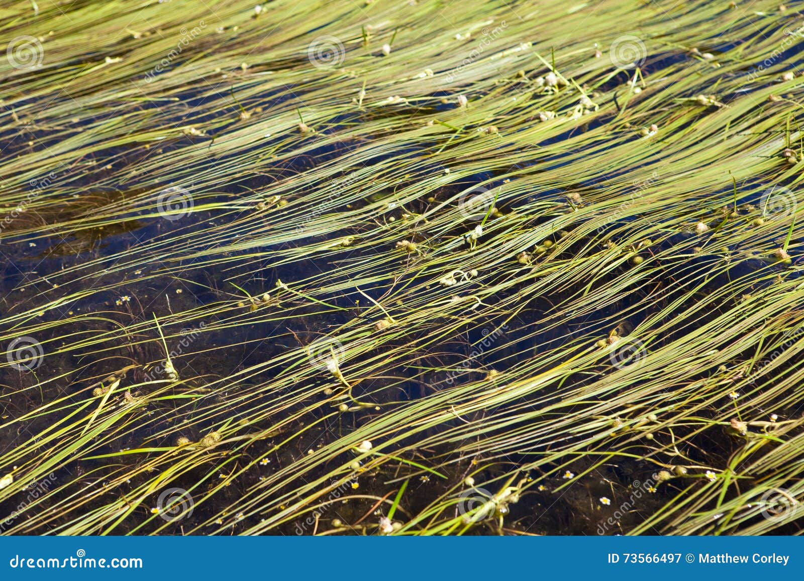 Aquatic Grasses Floating on Waves Stock Image Image of background