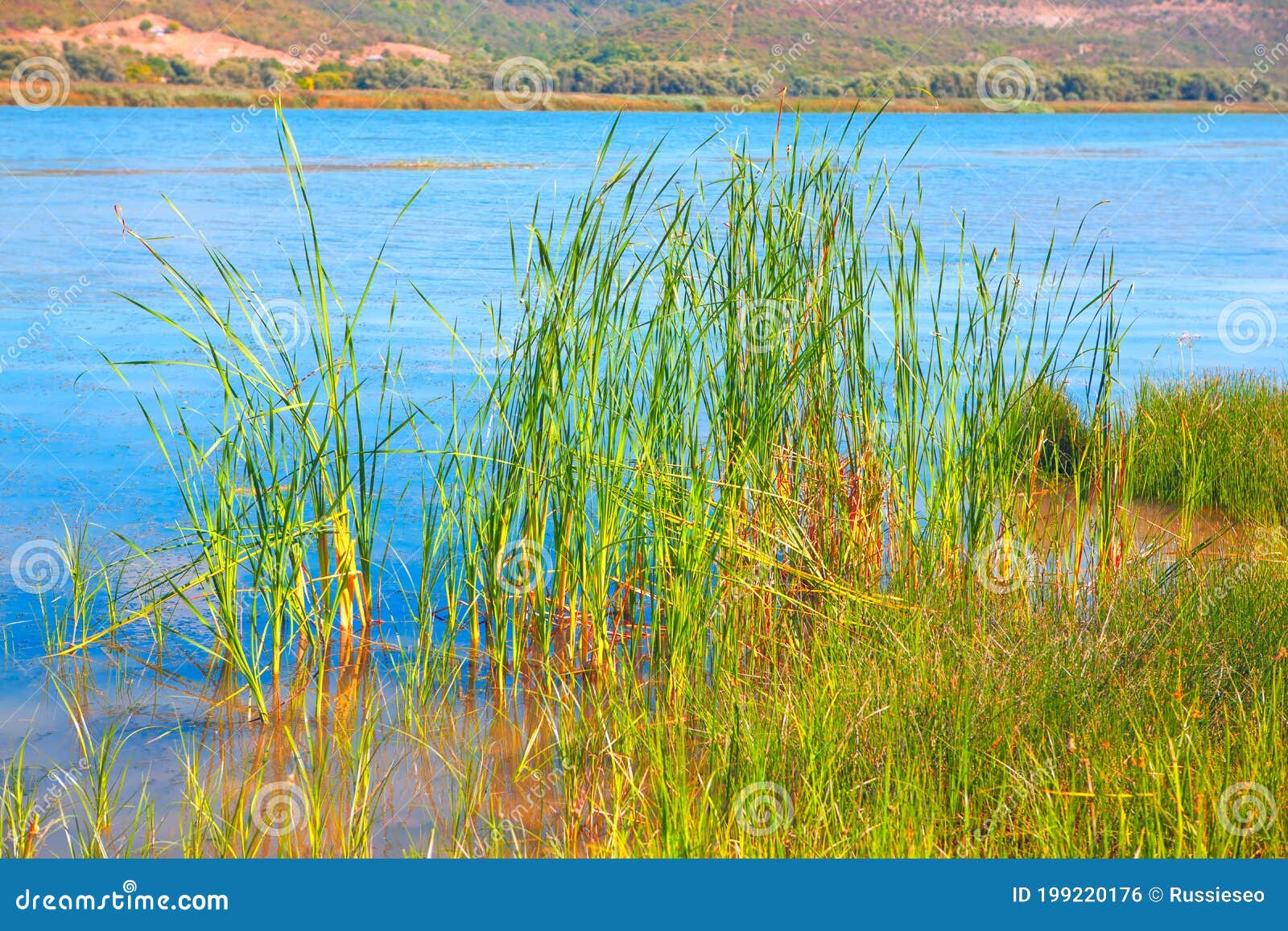 Aquatic Grasses in the Lake Stock Photo Image of lake, perennial