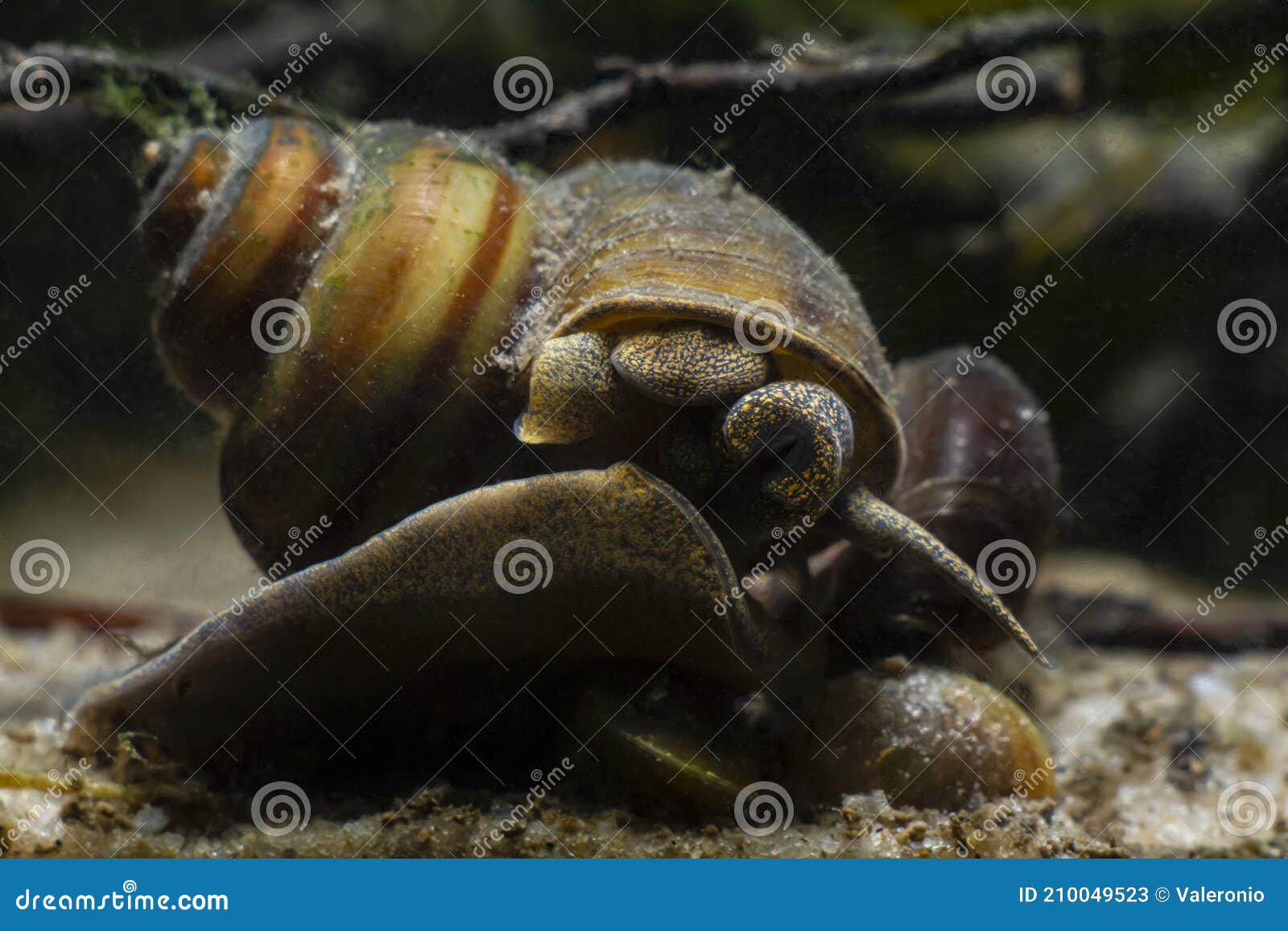 mollusk viviparous freshwater river snail, plankton feeder moves on glass and feeds on green algae in sand substrate bottom
