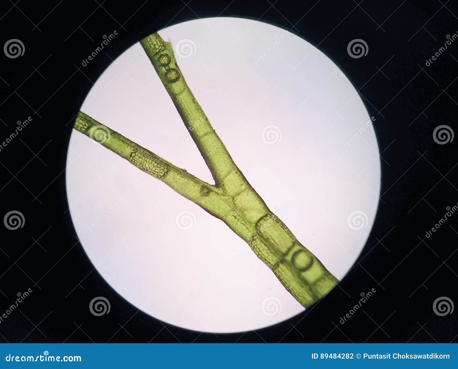 Aquatic plant cell stock photo. Image of macro, magnification 89484282