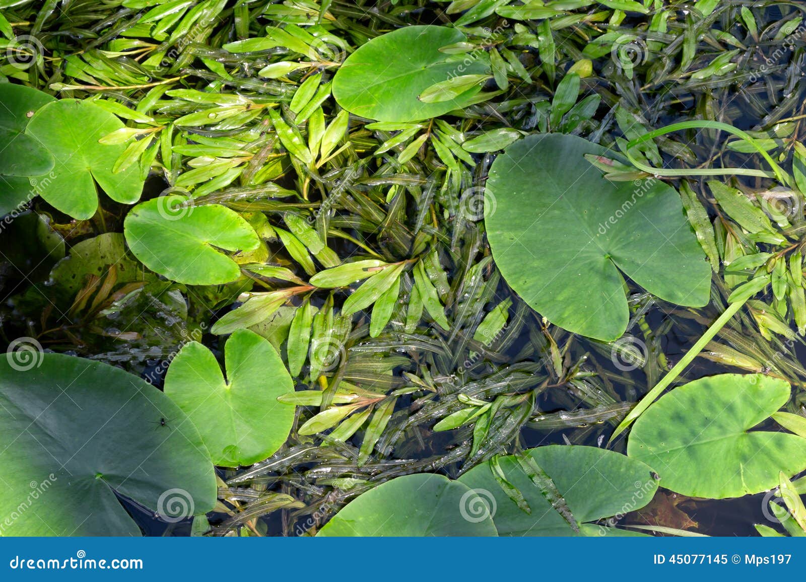 Aquatic Plant Leaves Floating on Water Surface Stock Image - Image of ...