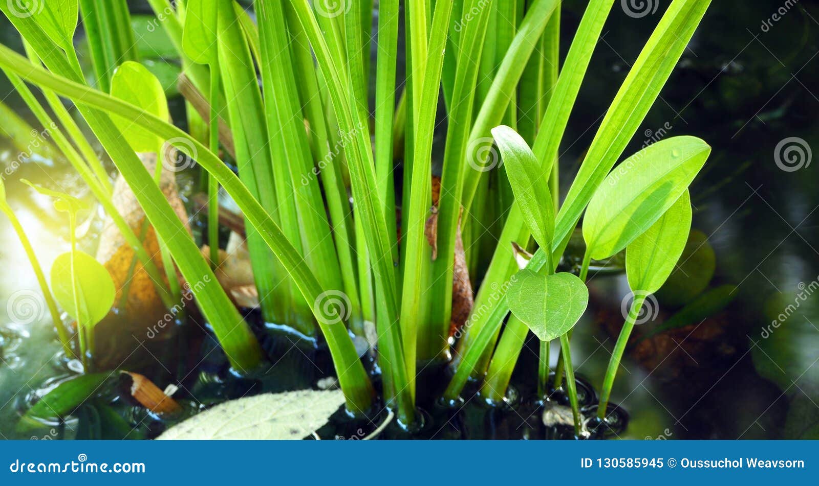 Aquatic plant in swamp stock image. Image of green, plant - 130585945