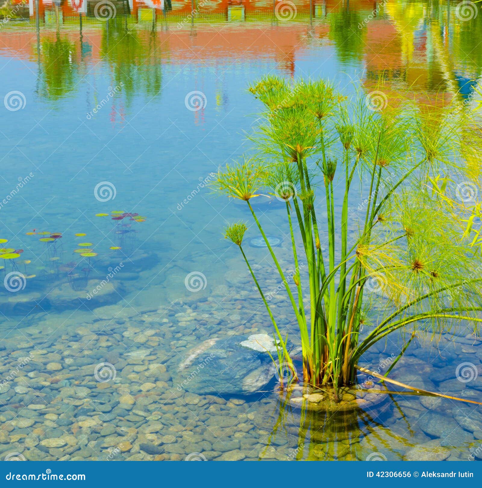 Aquatic plant stock photo. Image of leaf, plants, summer 42306656