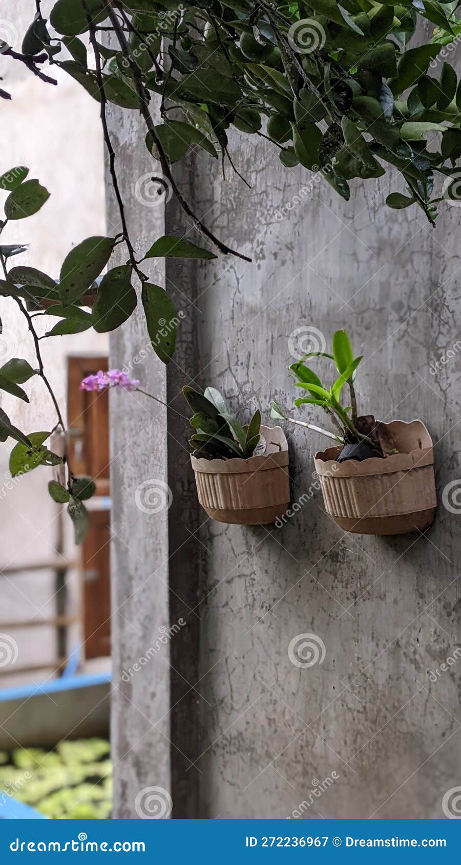Aquatic Plants in a Fish Pond Stock Image Image of branch, tree