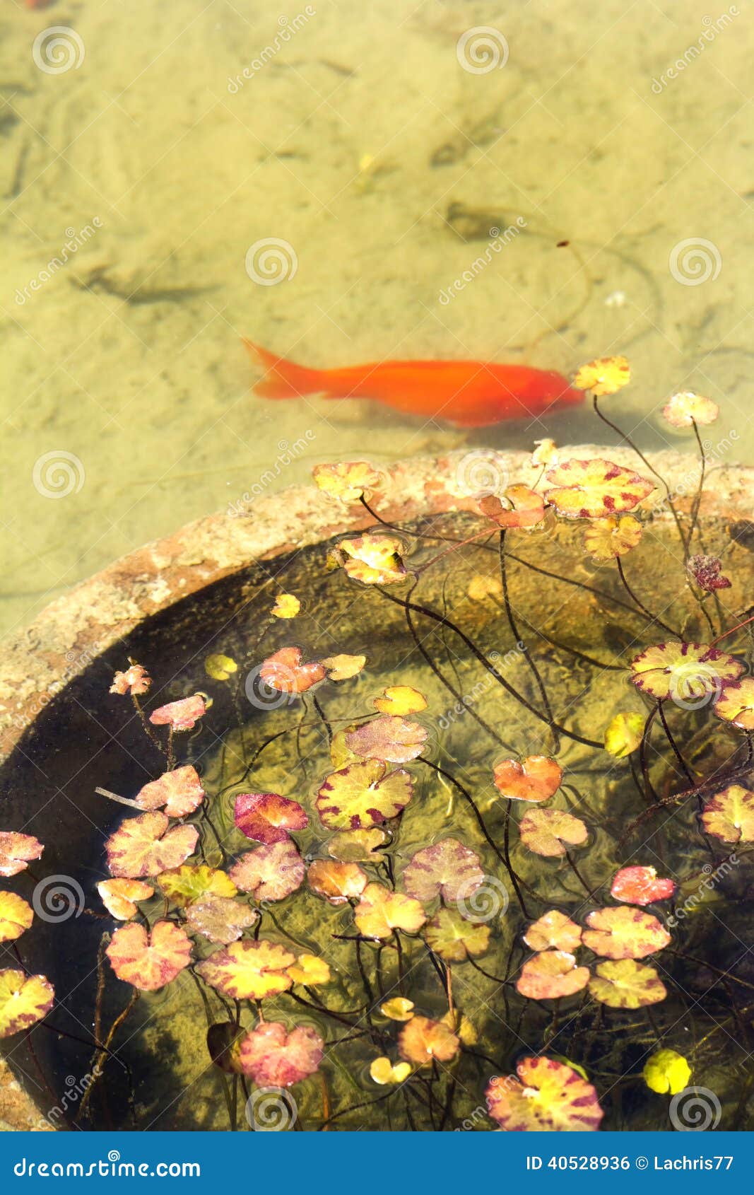 Aquatic plants stock photo. Image of beauty, outdoors 40528936