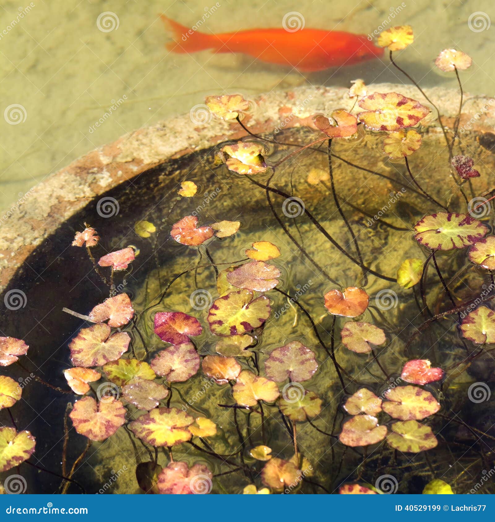 Aquatic plants stock image. Image of plants, plant, open 40529199