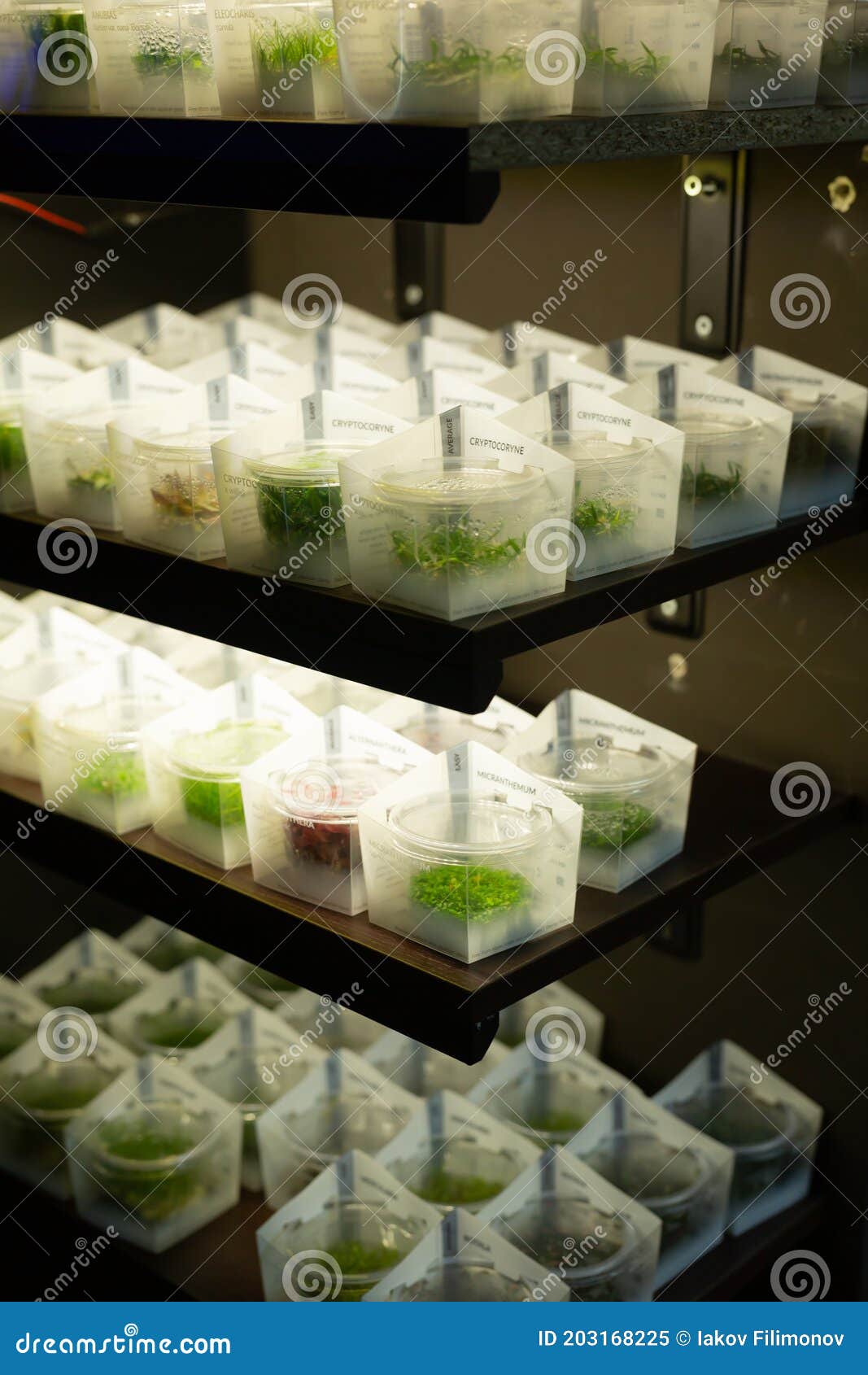 Aquatic Plants for Home Aquariums in Store Stock Image Image of