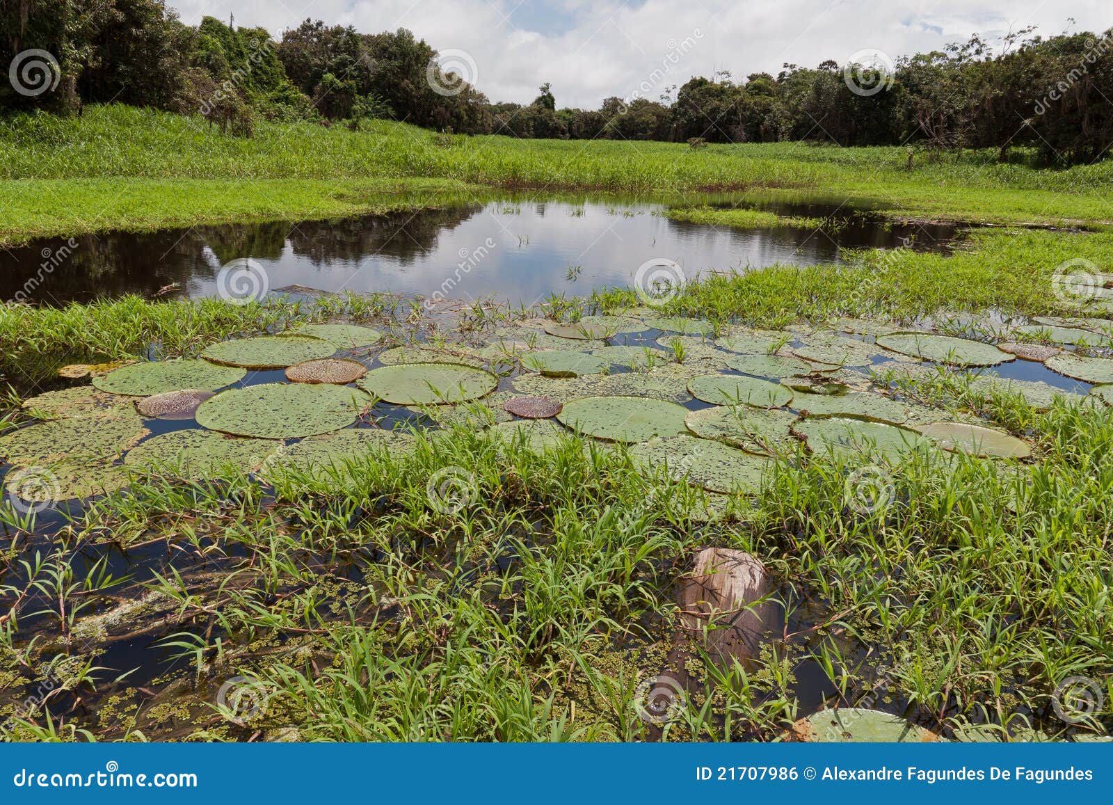 aquatic plants manaus