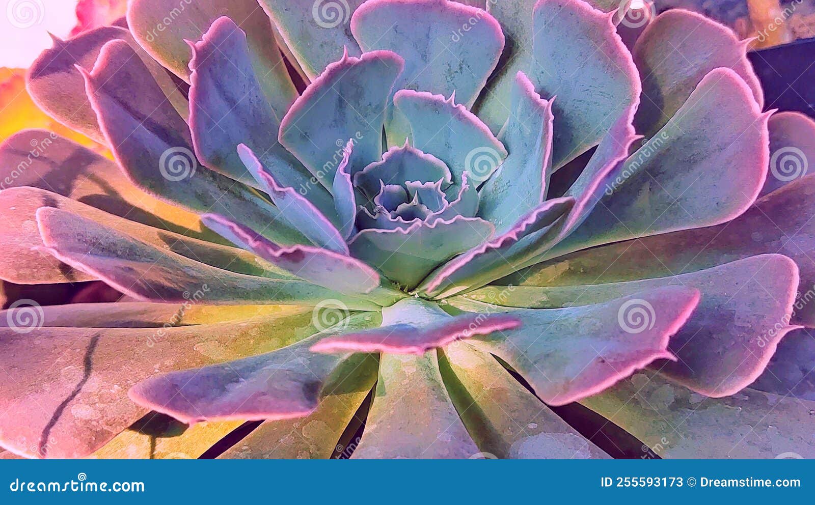 Aquatic plants stock image. Image of painting, blossom 255593173