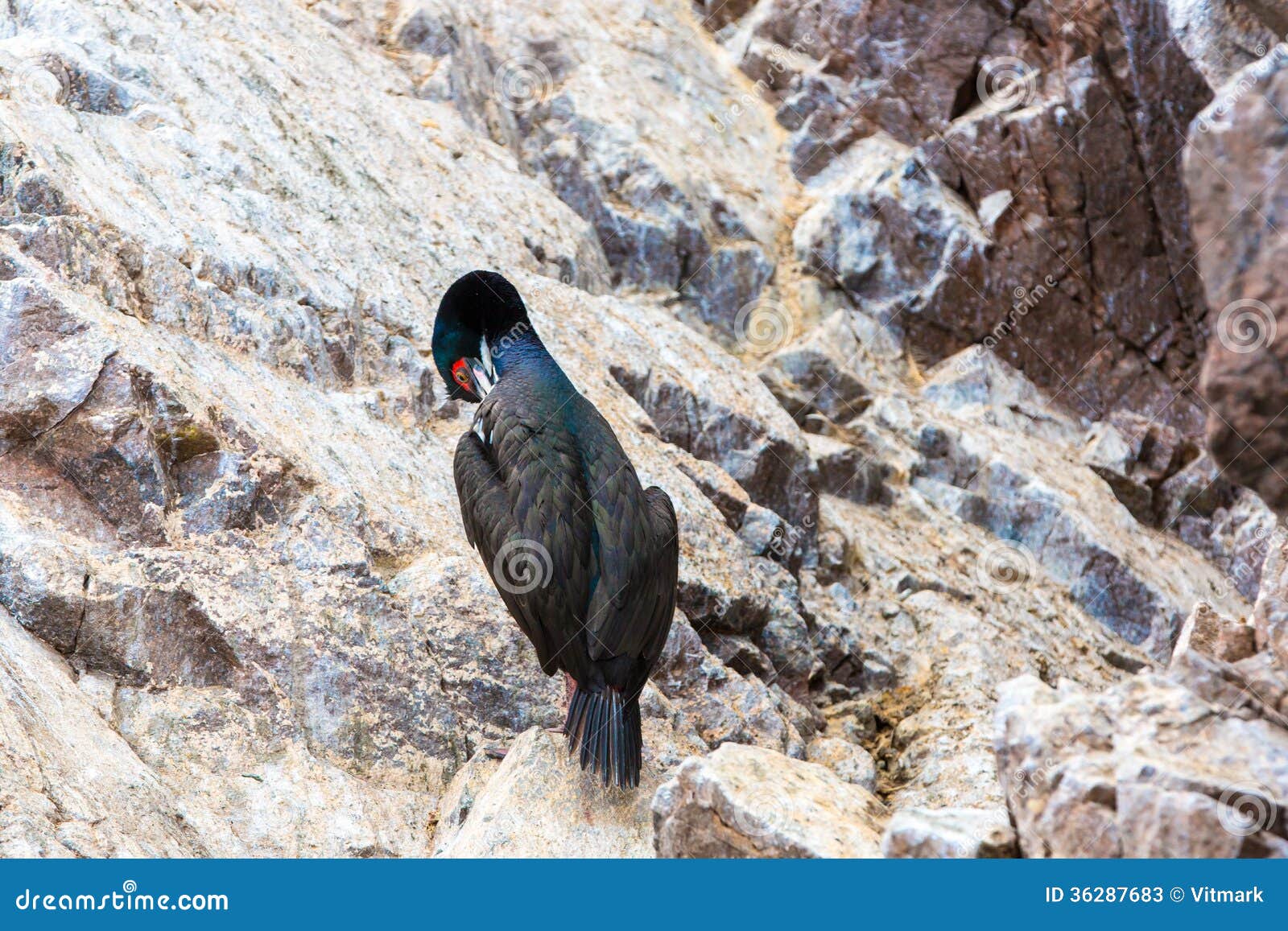 Aquatic Seabirds in Peru,South America, Coast at Paracas National ...