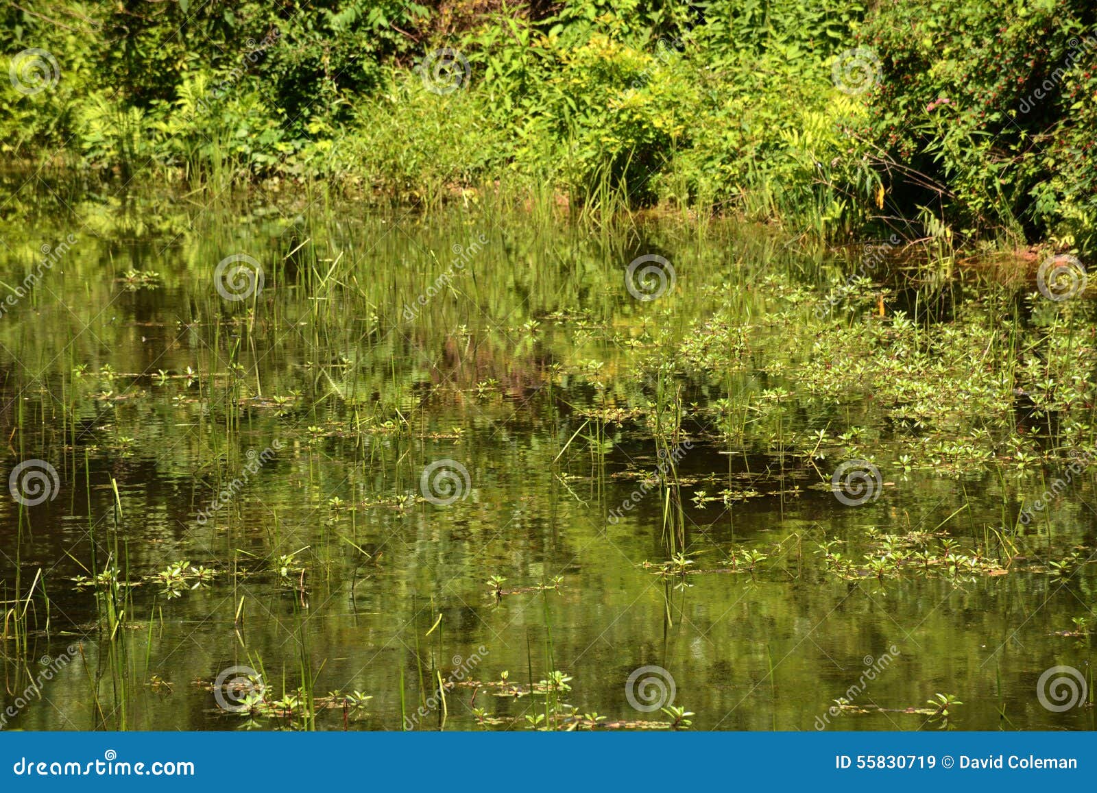 Aquatic Vegetation stock image. Image of vegetation, plants 55830719
