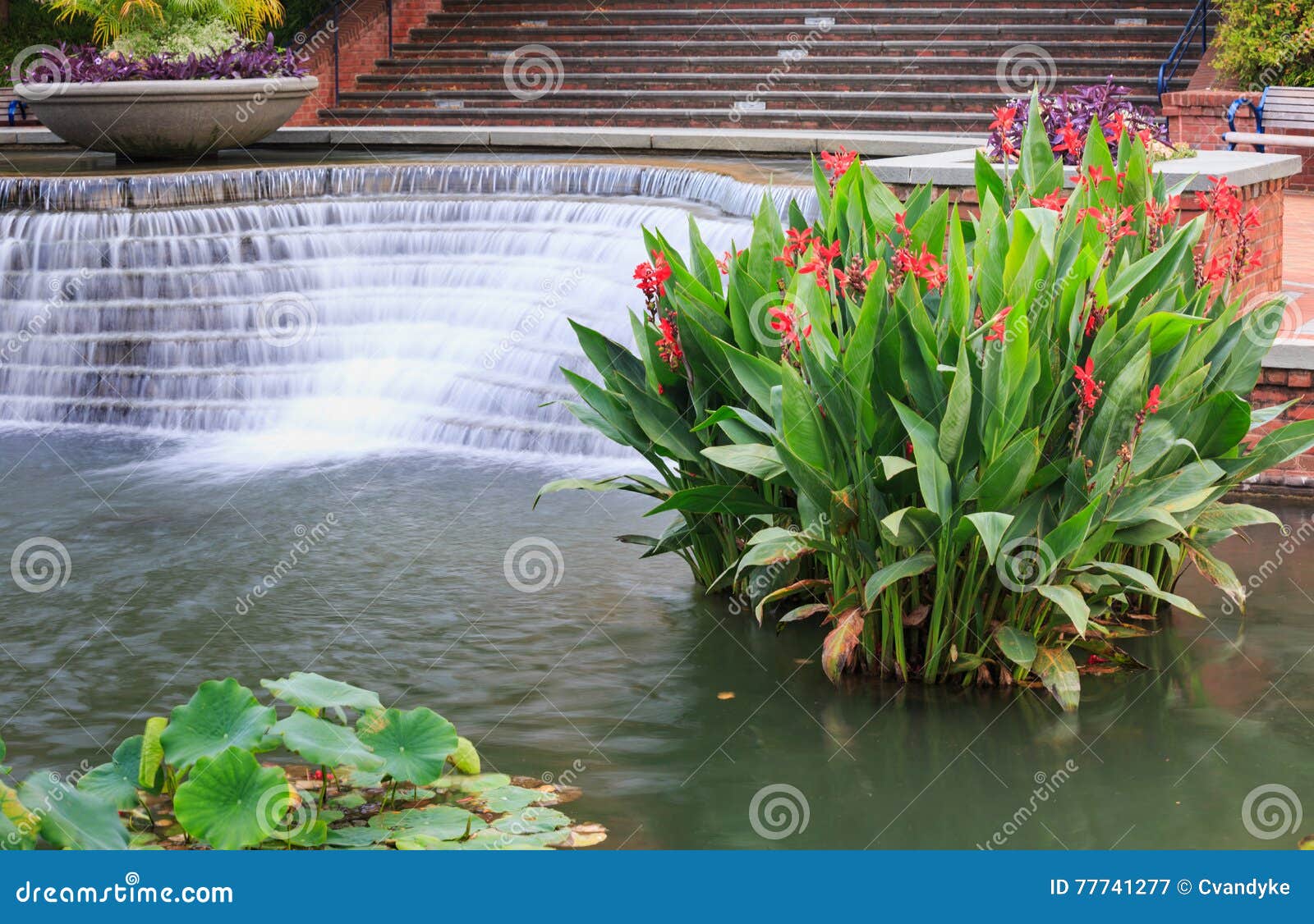 aquatic water garden frederick maryland