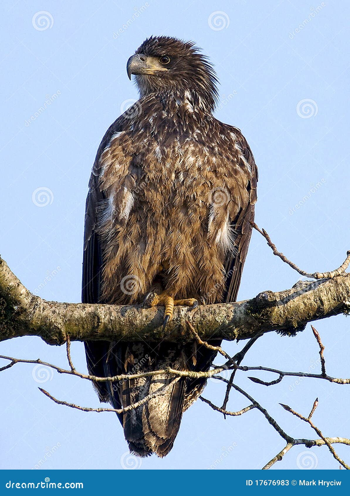 Aquila calva acerba. La giovane aquila calva si è appollaiata su una filiale di albero.
