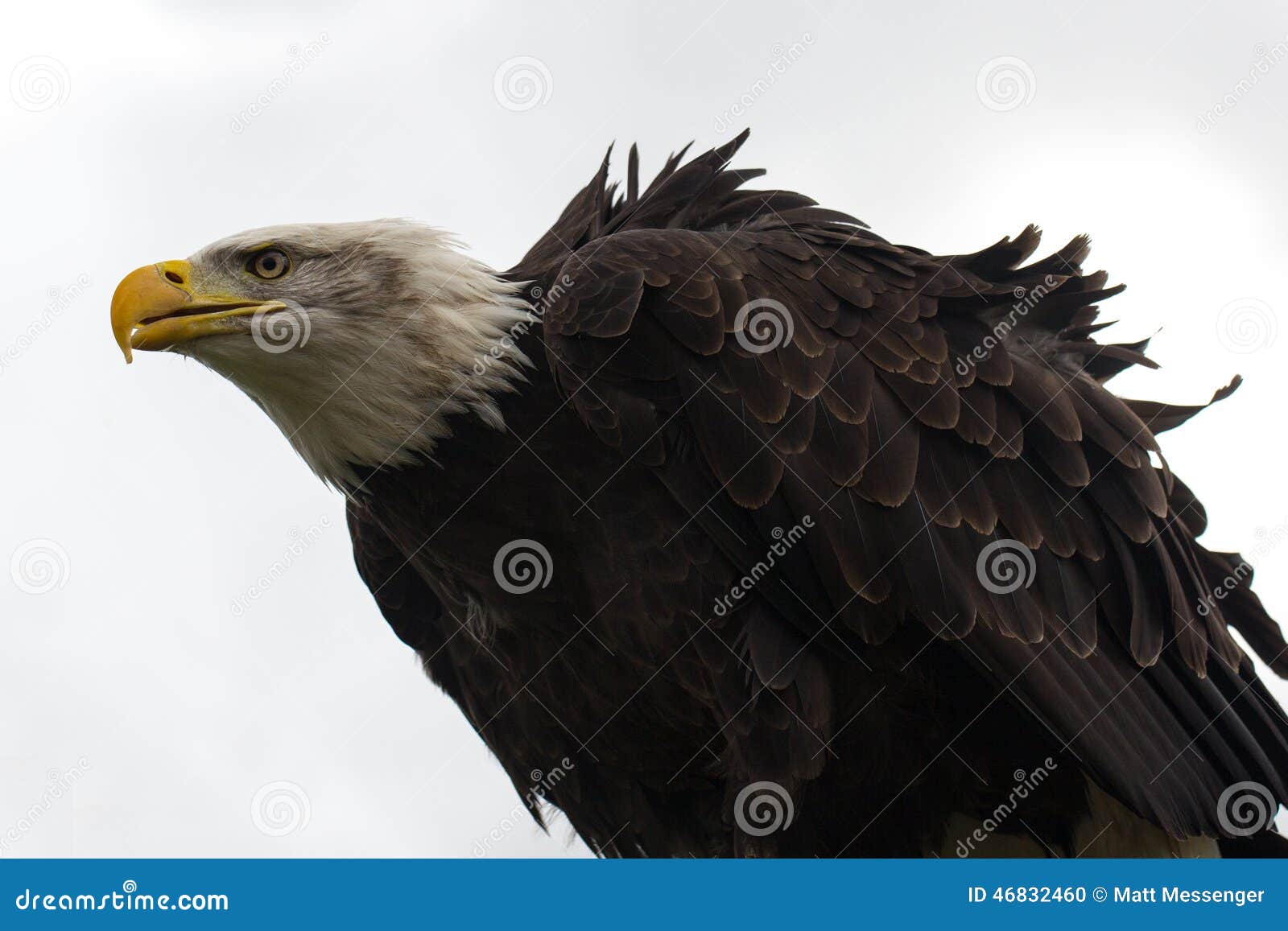 Aquila calva appollaiata. Questa aquila calva maestosa fissa fuori verso l'orizzonte Fonde una siluetta magnifica contro i precedenti bianchi nuvolosi