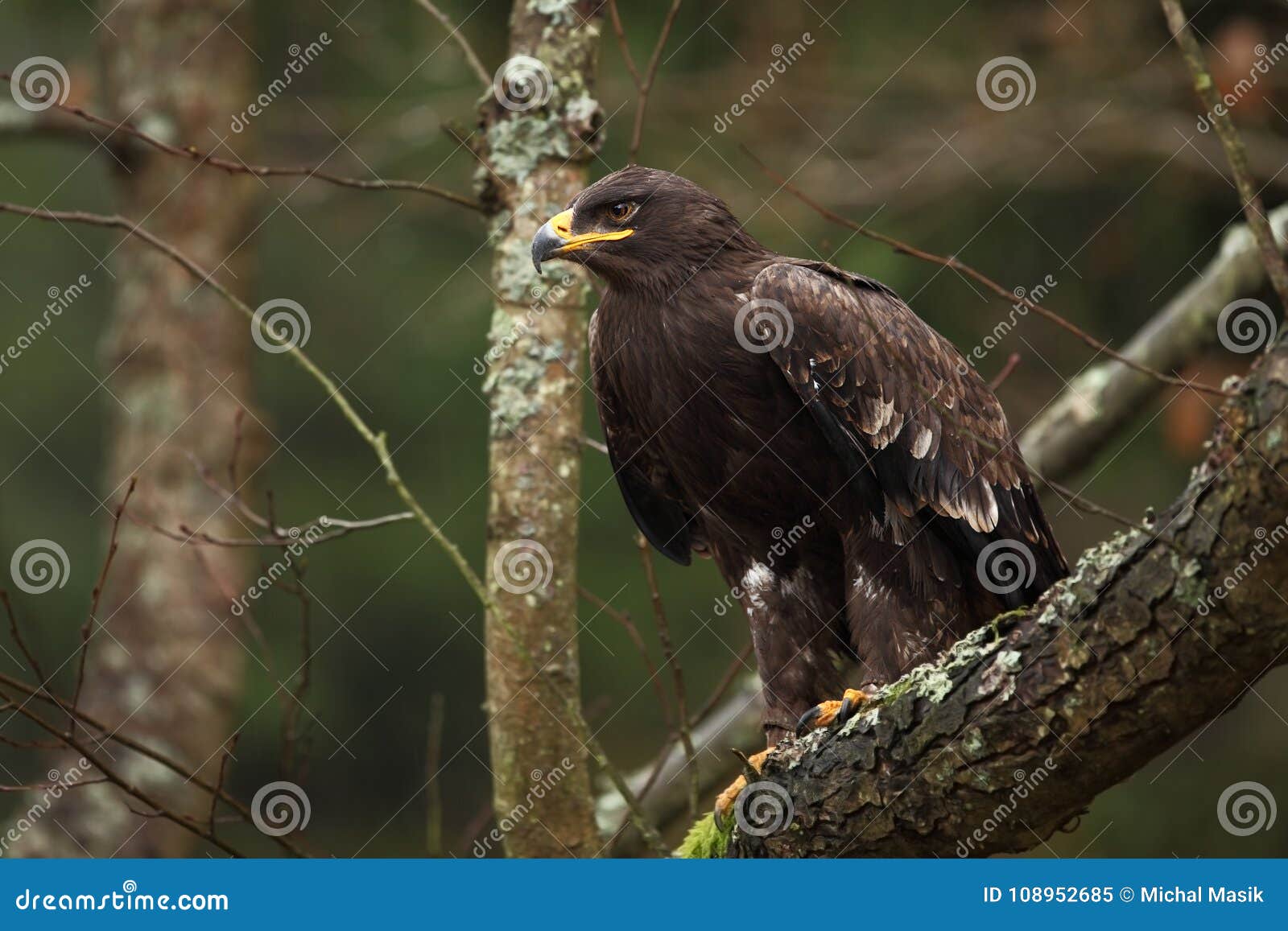 Aquila nipalensis Es wird in Russland, in Afrika, in Zentralasien, in Arabien, in Indien, in Mongolei und in China erweitert In der Tschechischen Republik ist es selten Schöne Abbildung Vom Vogelleben Tschechische Republik nave vogel