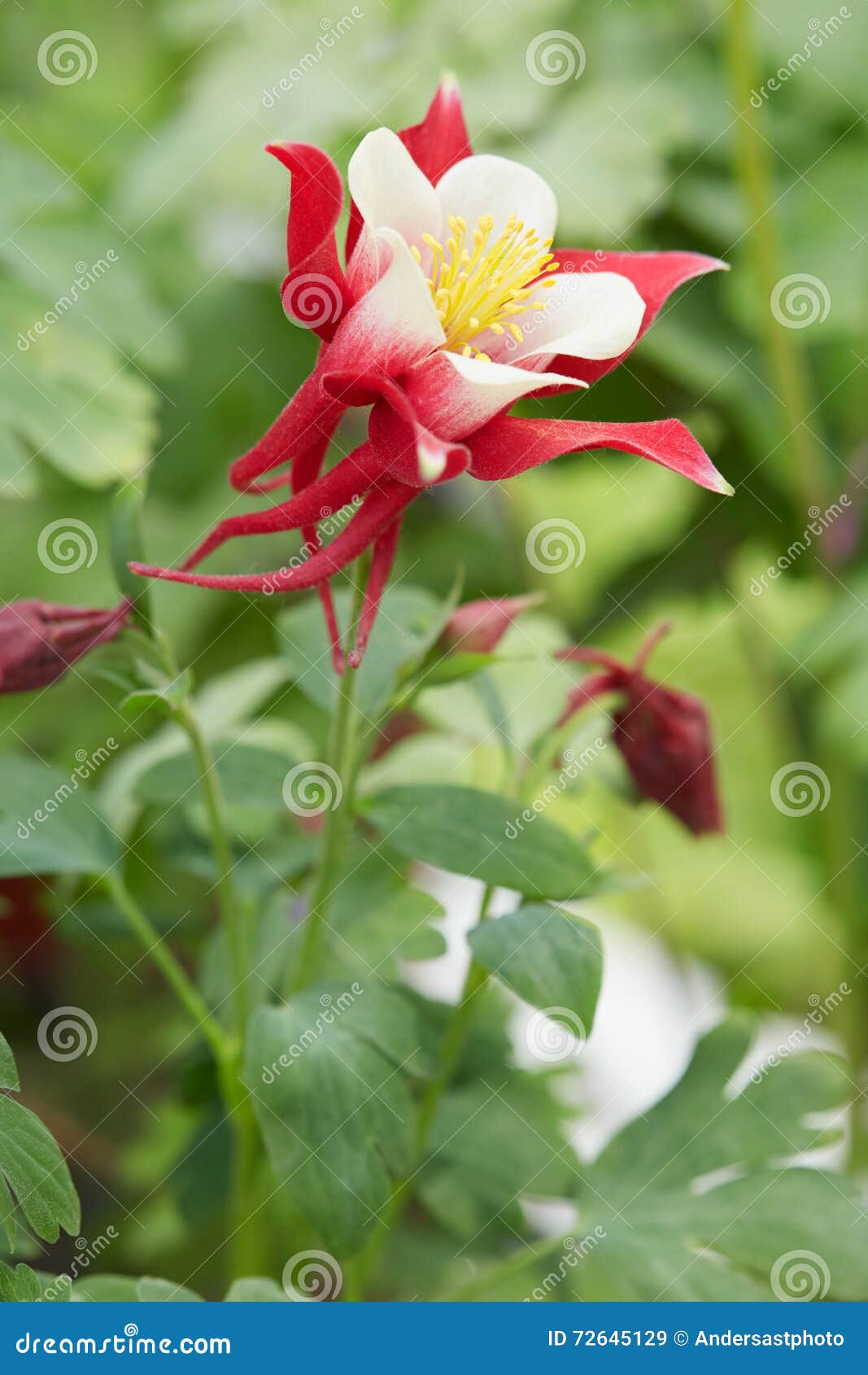 aquilegia flower 'red hobbit' and stem with leaves