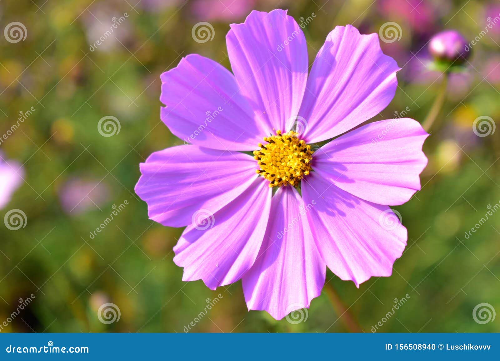 astra chamomile, or italian lat. aster amellus.