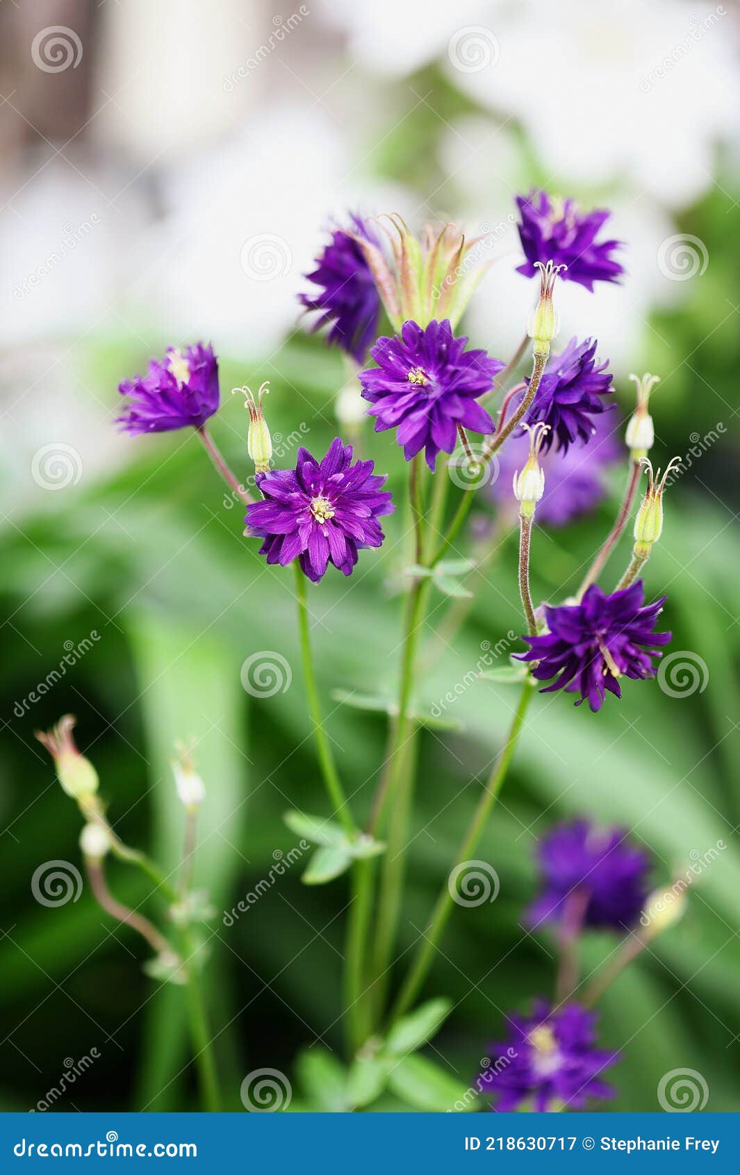 aquilegia vulgaris double clementine purple flowers