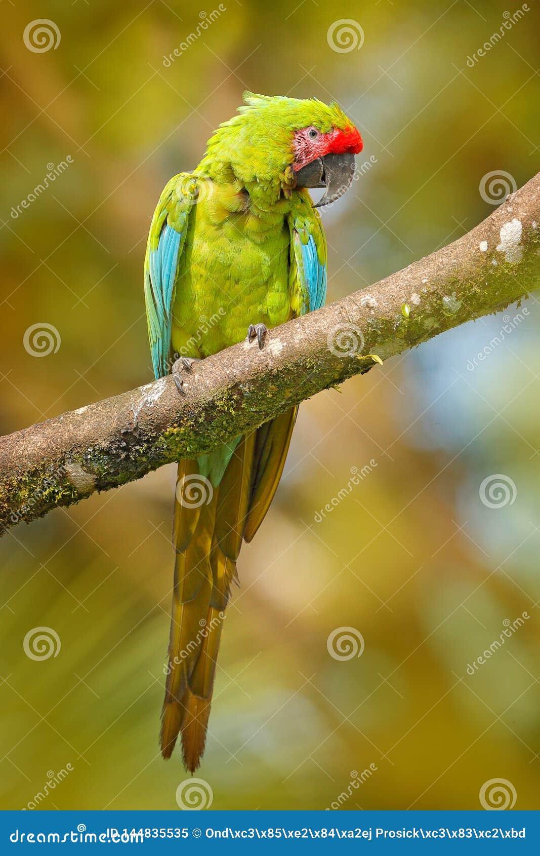 Ara Ambigua, Green Parrot Great-Green Macaw on Tree. Wild Rare Bird in the Nature Habitat, Sitting on the Branch in Costa Rica Stock Image - Image of ambigua, rare: 144835535 Ara Ambigua, Green Parrot Great-Green Macaw on Tree. Wild Rare Bird in the Nature Habitat, Sitting on the Branch in Costa Rica Stock Image - Image of ambigua, rare: 144835535