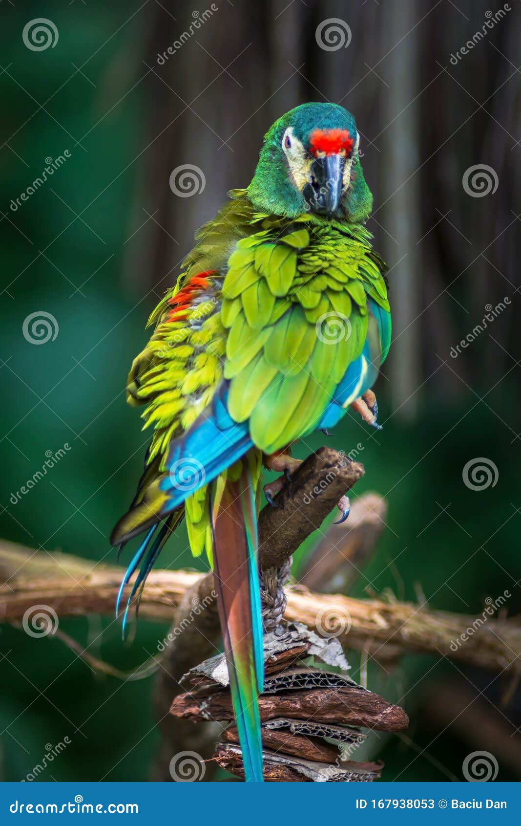 ara d`illiger, blue-winged macaw bire on a branch in parque das aves, foz do iguacu, parana state brazil