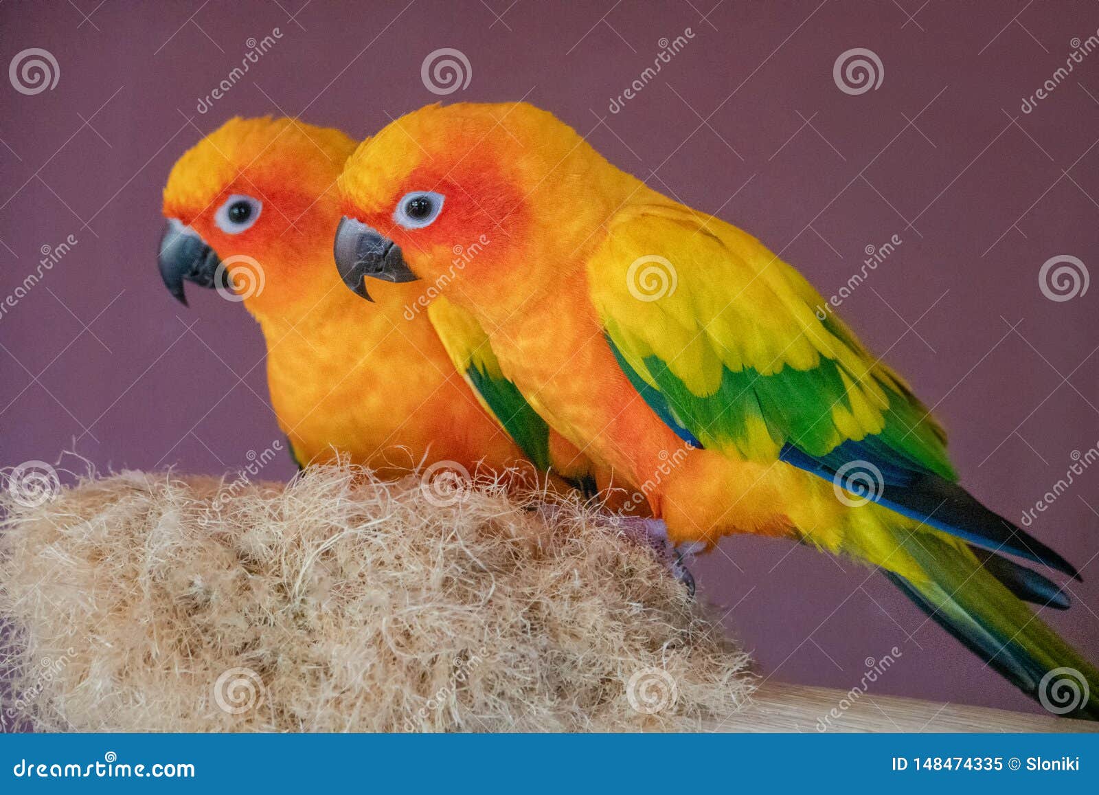 Photo libre de droit de Ara De Perroquet De Soleil Conure Sur Un Nid Dans  Le Zoo De Contact banque d'images et plus d'images libres de droit de  Animaux de compagnie 