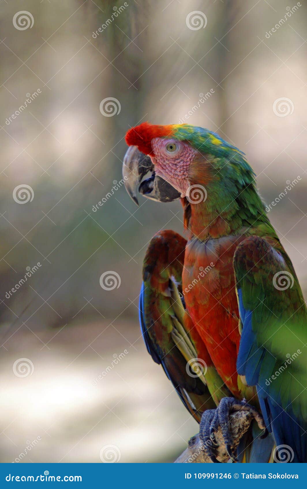 Red Ara Parrot. Ara is Tribe of Neotropical Parrots. Stock Photo - of males, neotropical: