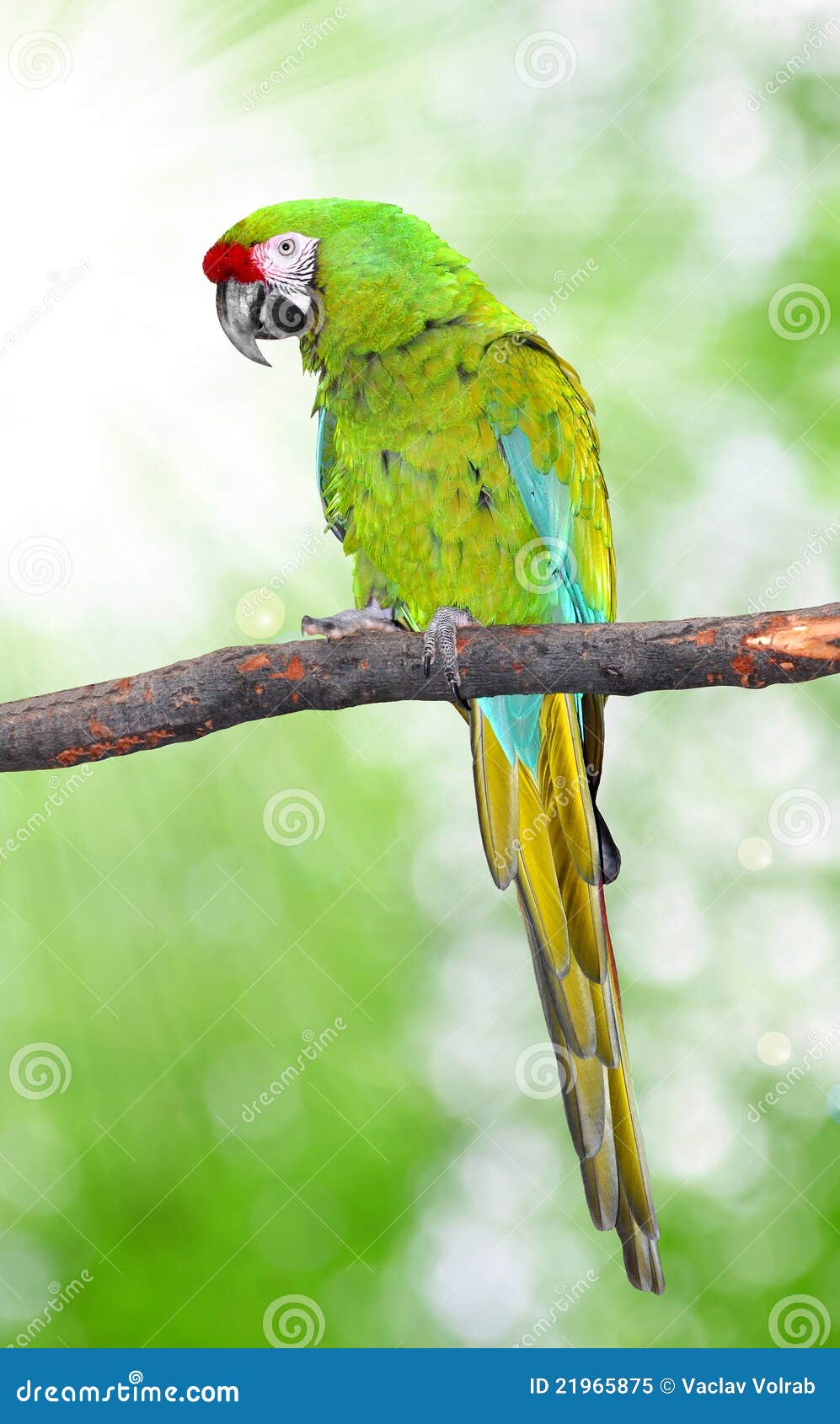 ara militaris military macaw