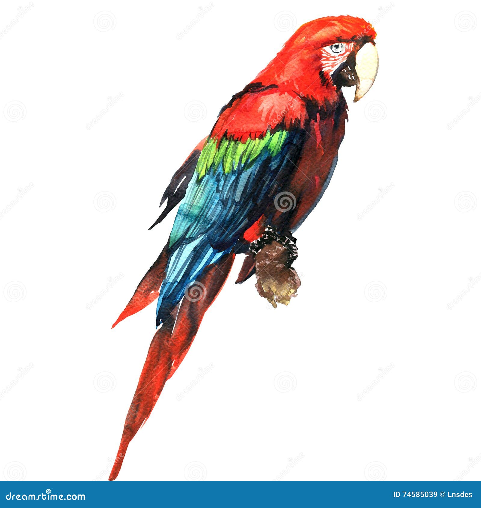 Ara verde rossa pappagallo dell ara sul ramo isolato illustrazione dell acquerello Libera da Diritti