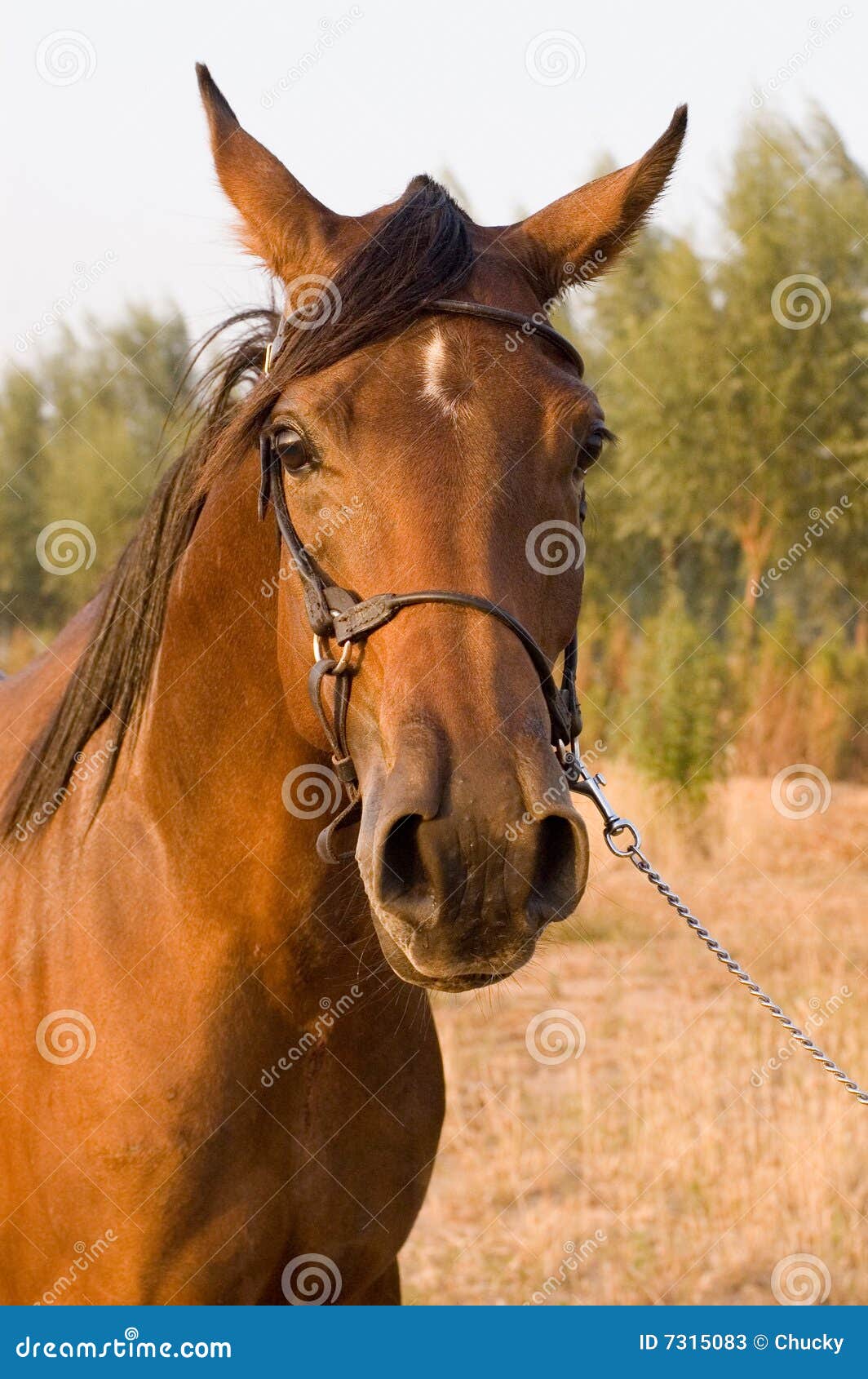 Arab horse stock image. Image of mane, rein, race, skill 7315083