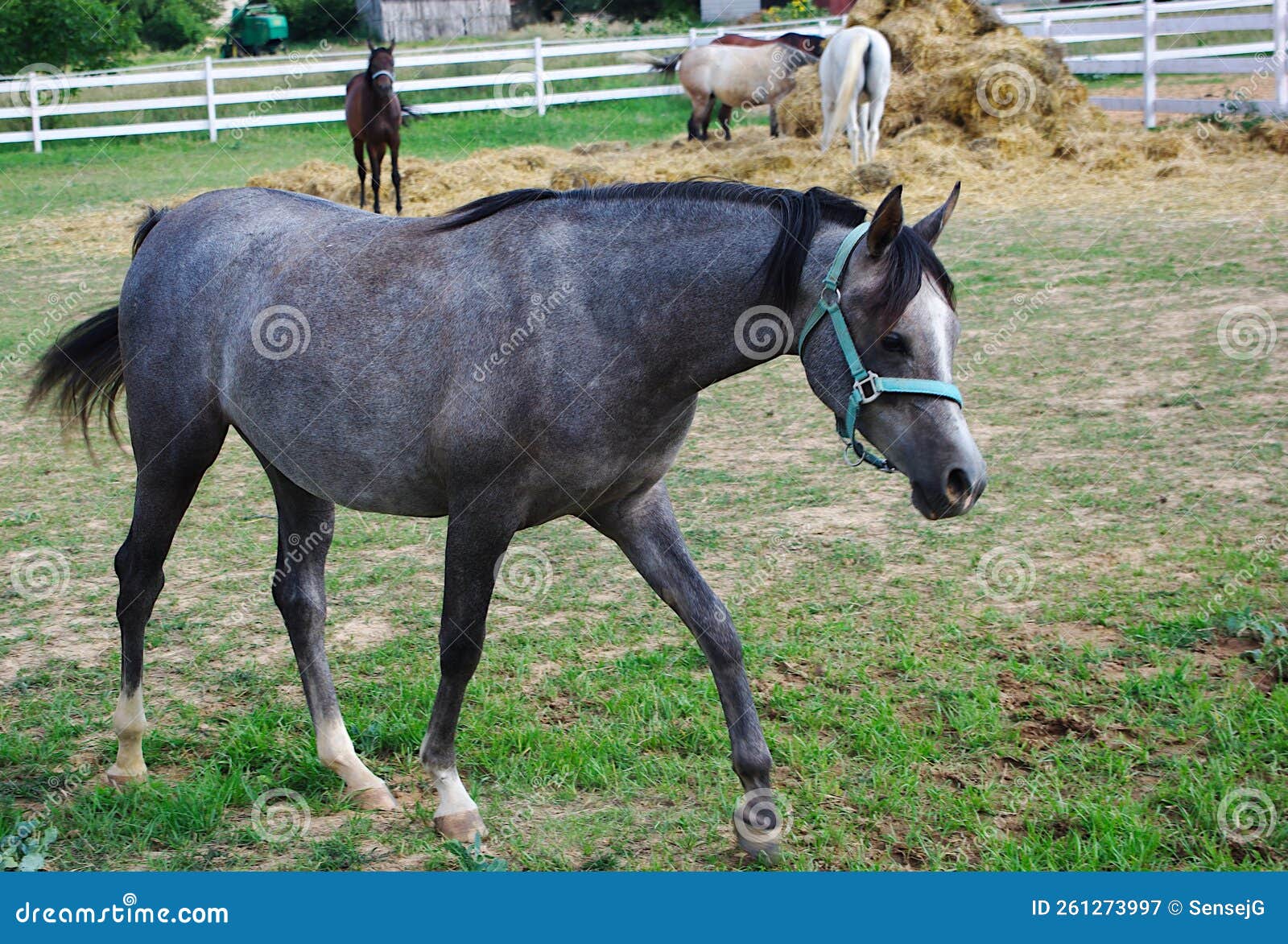 arab horse with gray ointment goes through the paddock.