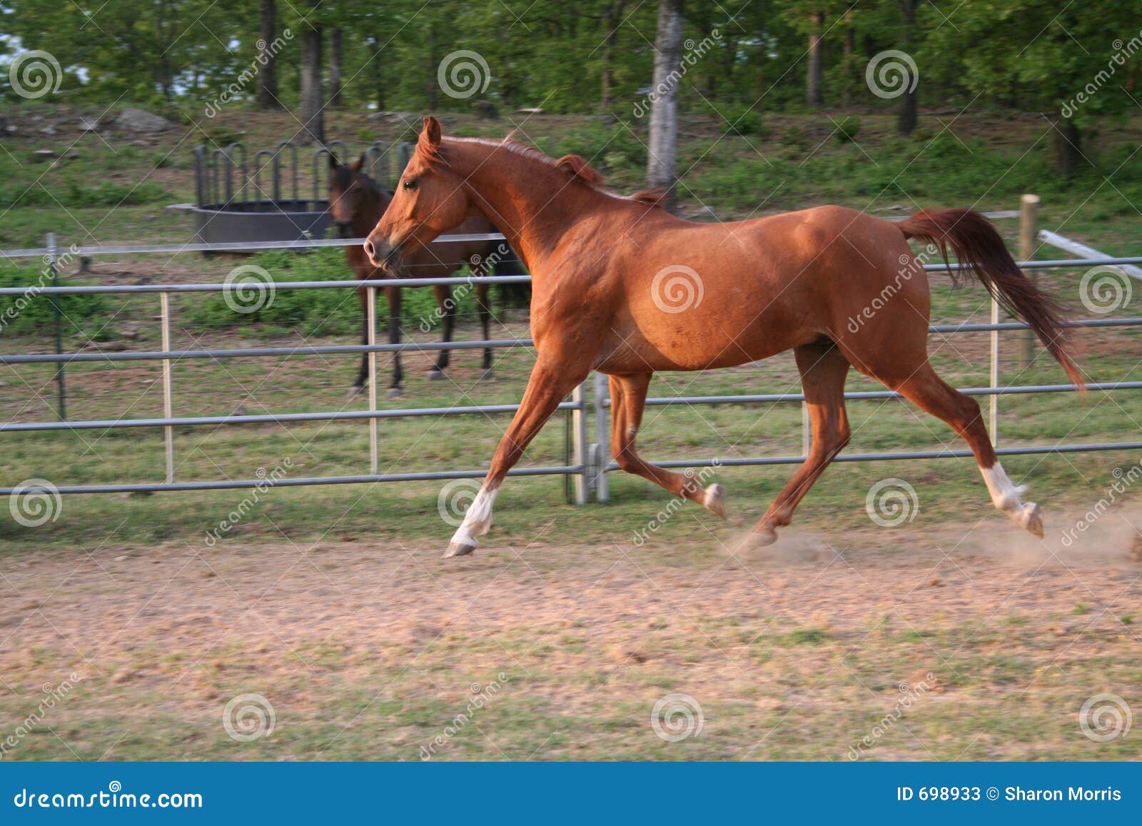 Arabe trotteur. Trot gelding d'Arabe dans l'arène