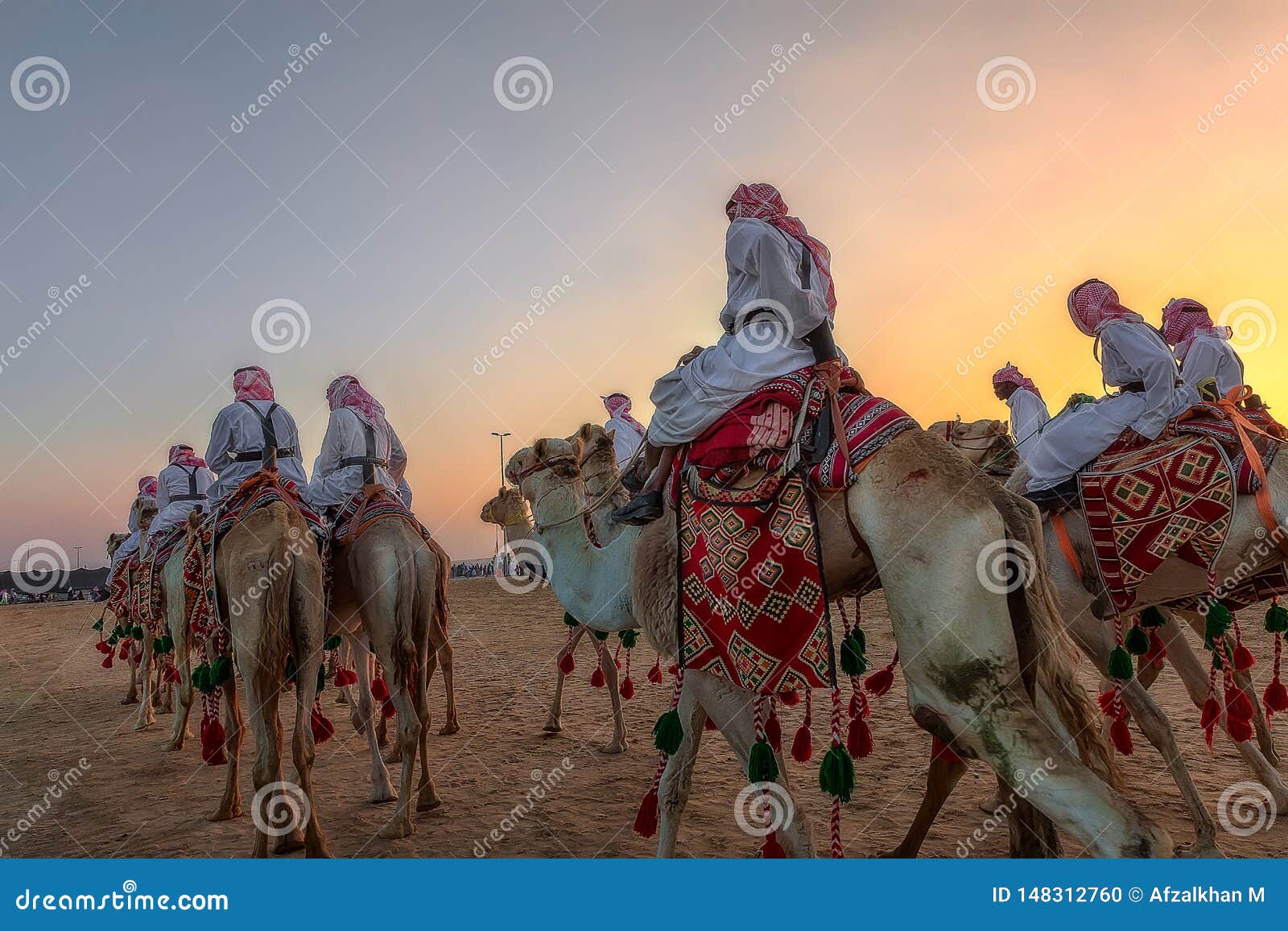 arabian camel ride in saudi arabia