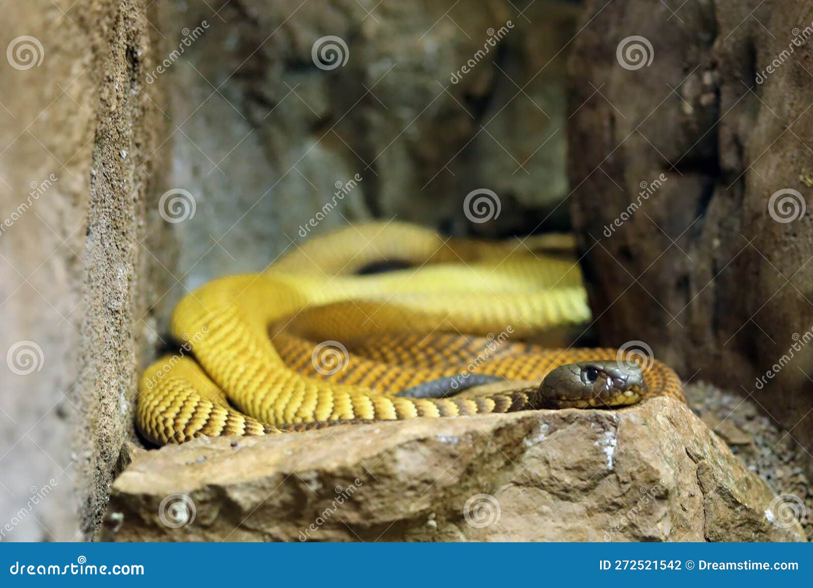 the arabian cobra (naja arabica) lying on a stone.
