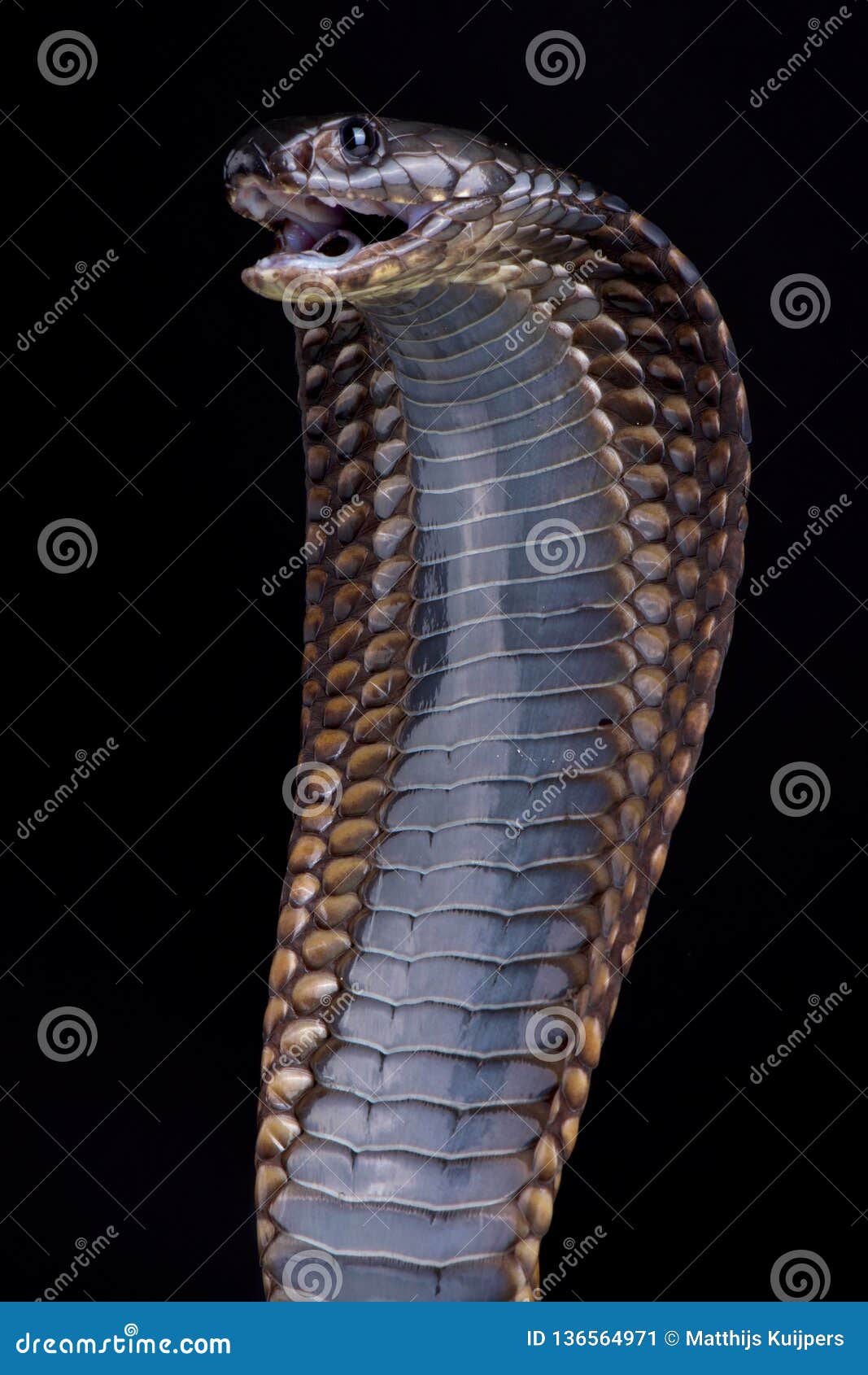 arabian cobra naja arabica