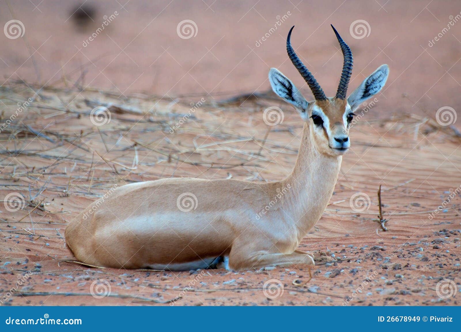 arabian gazelle