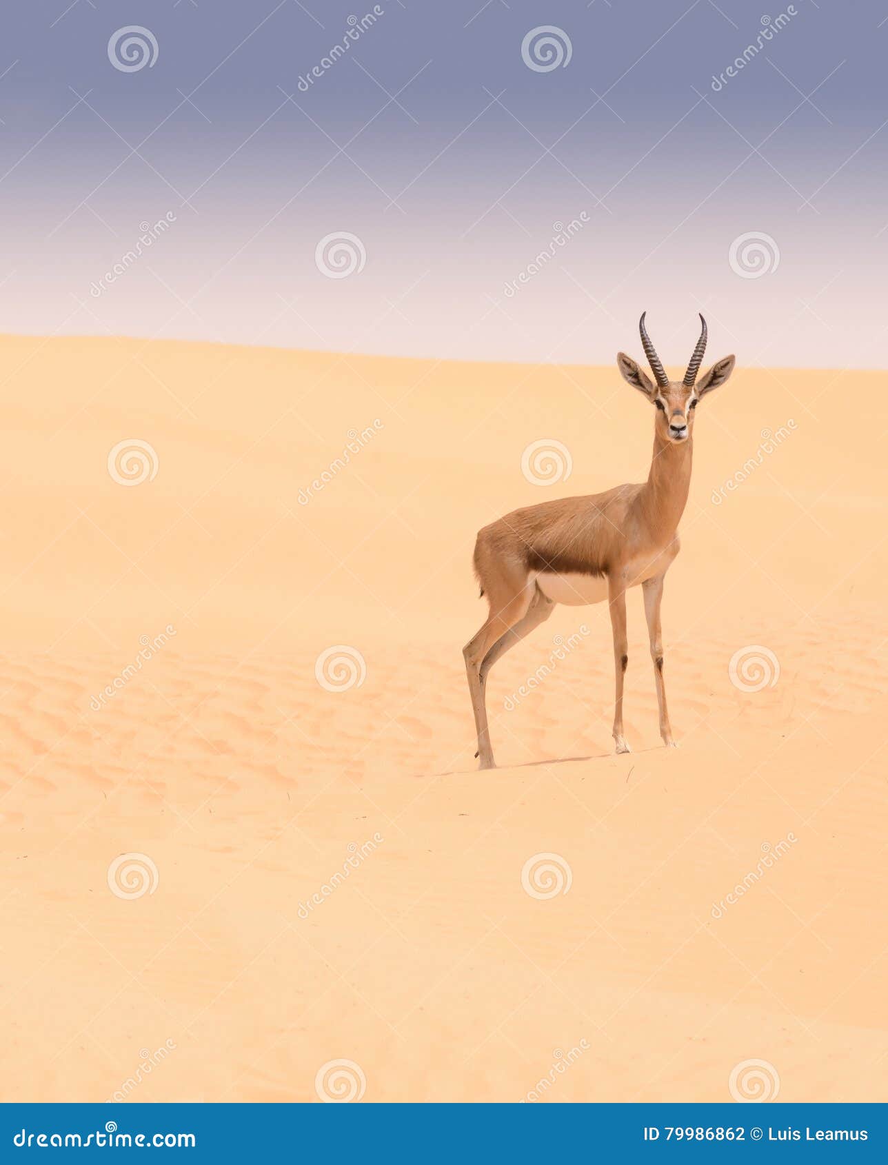 arabian gazelle, dubai desert conservation area, uae