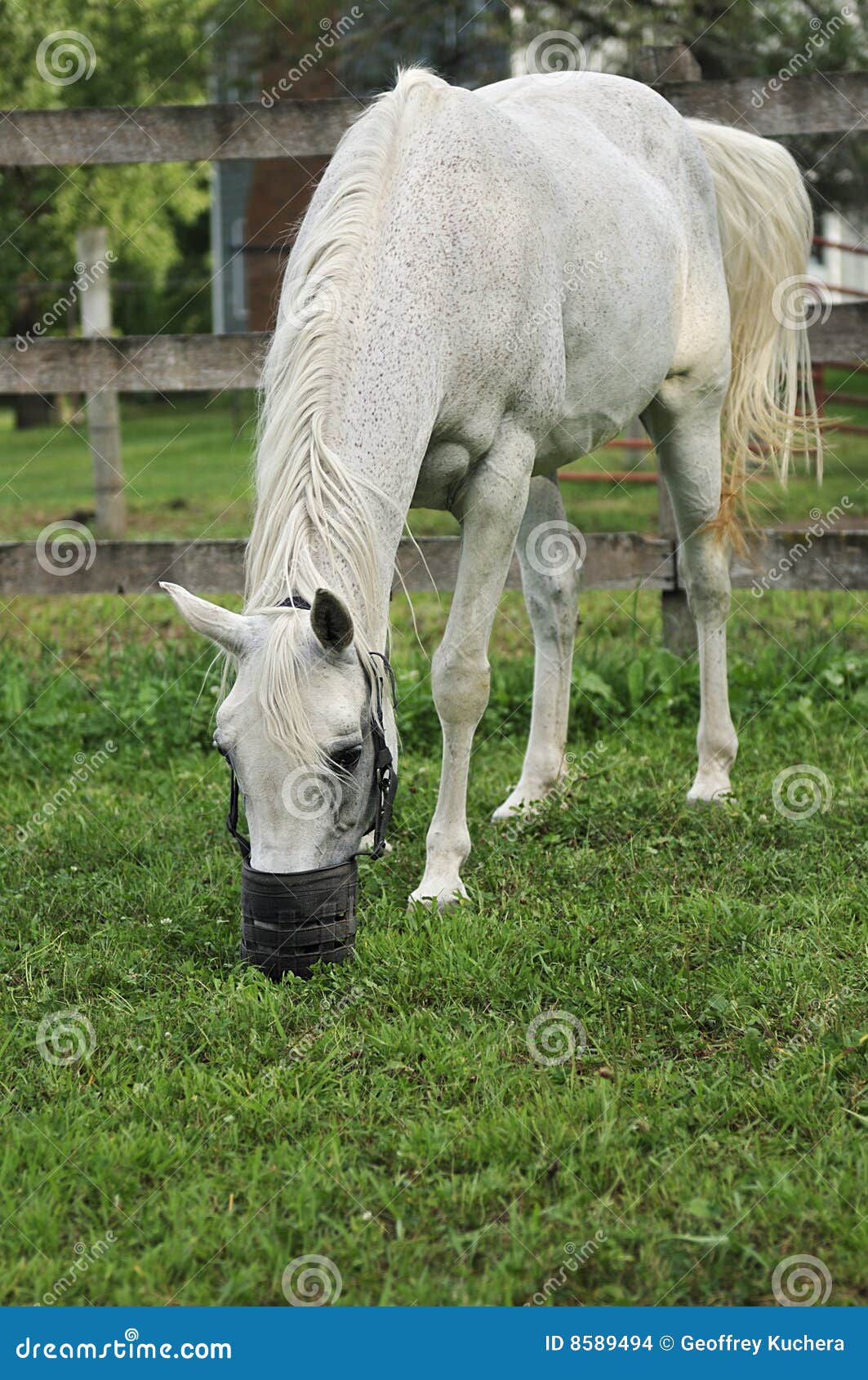 arabian horse with grazing muzzle