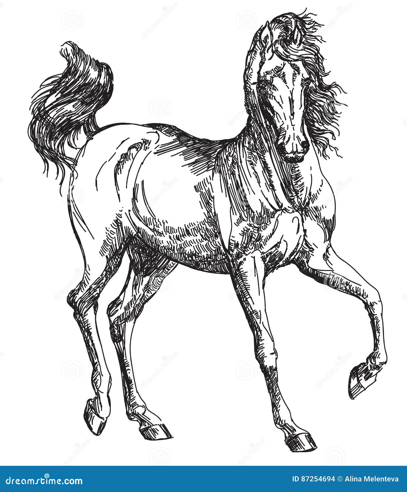 arabian horse hand drawing 