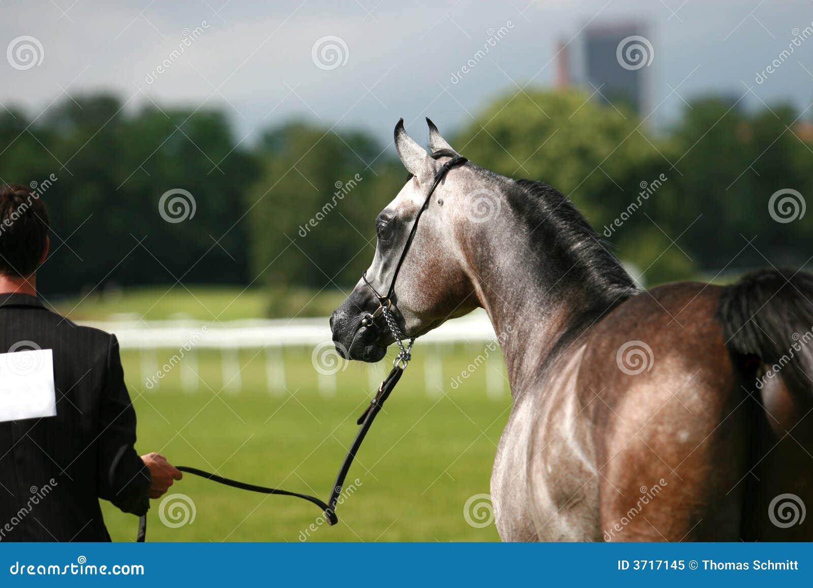 Arabian horse and handler stock image. Image of thoroughbred 3717145