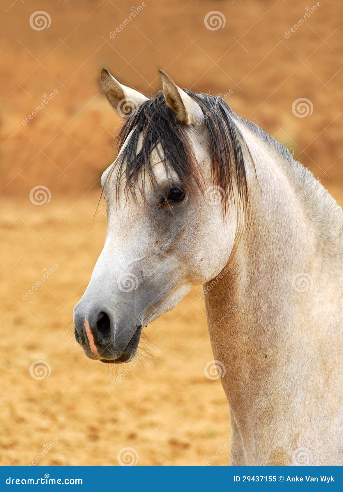 Arabian horse portrait stock image. Image of arabian - 29437155