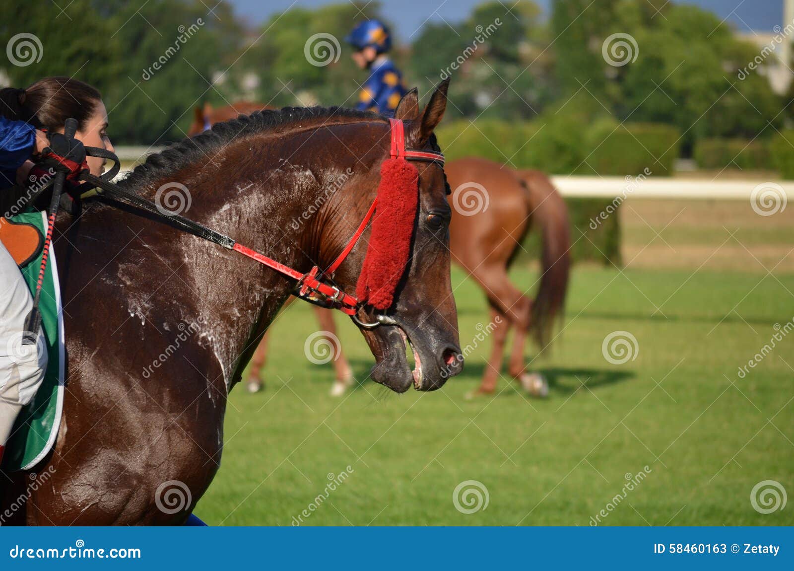 Arabian horse racing editorial stock photo. Image of hong 58460163