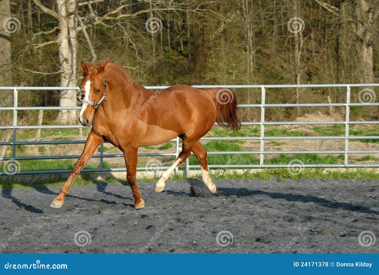 Arabian horse in round pen stock photo. Image of galloping 24171378