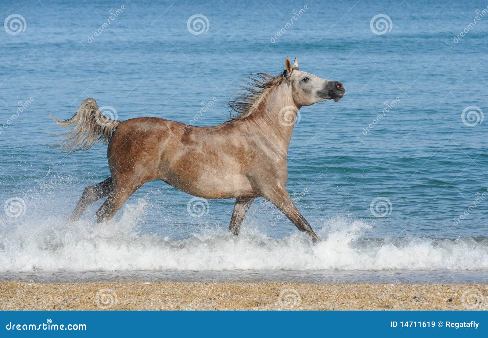 arabian horse running gallop