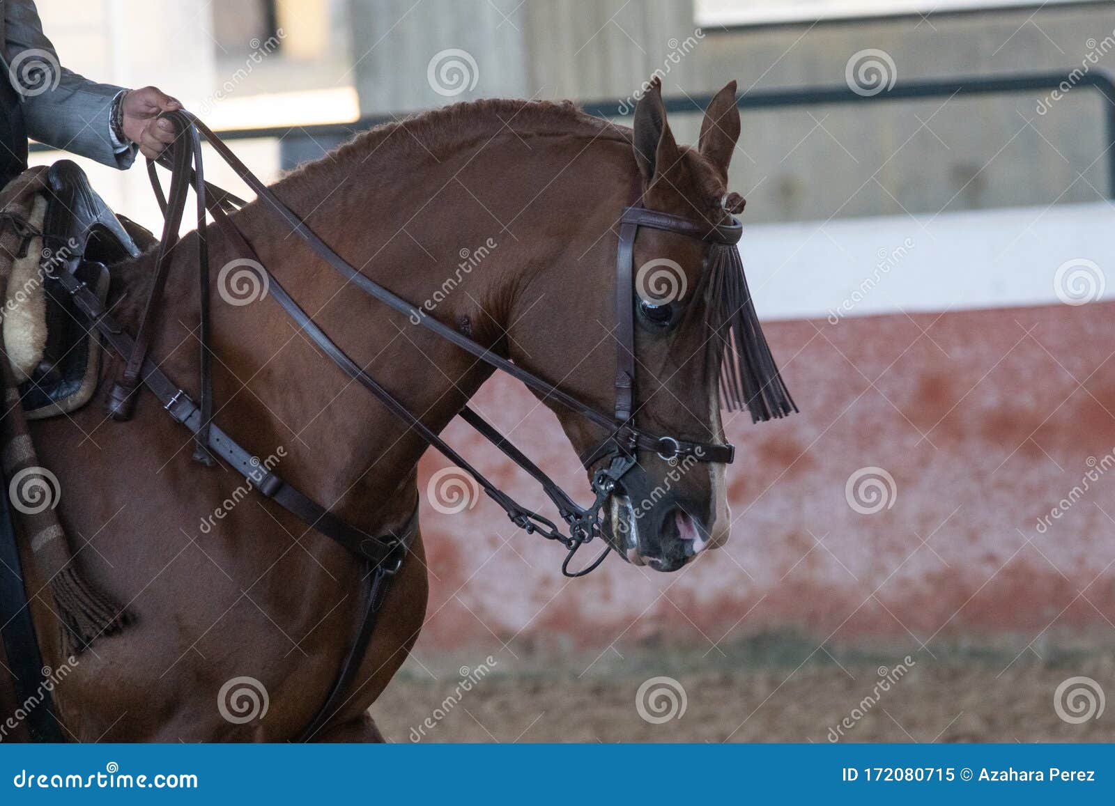 arabian horse stallion in doma vaquera in spain
