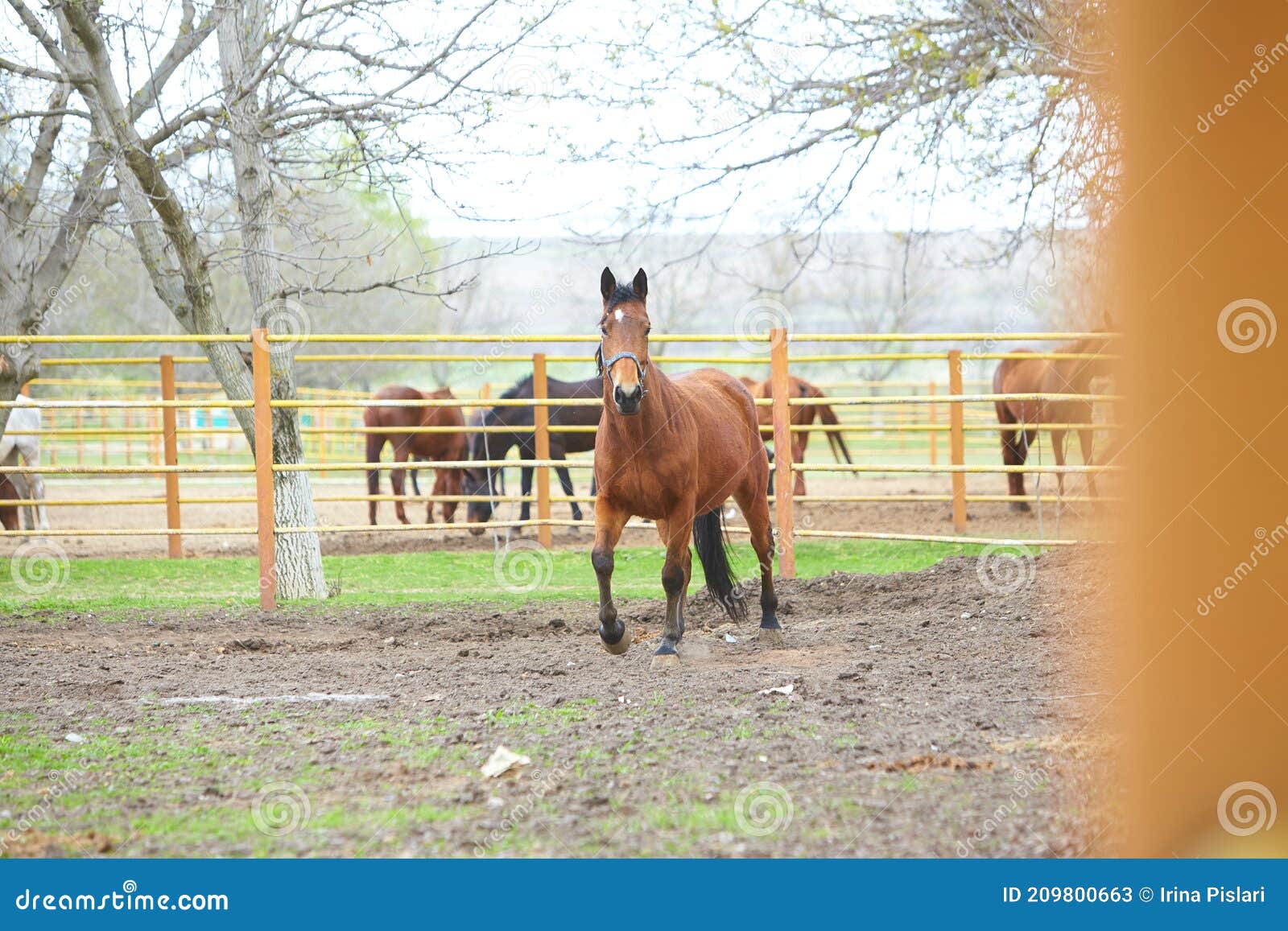 Arabian Horse Training at Farm, Image with Motion Effect Stock Image