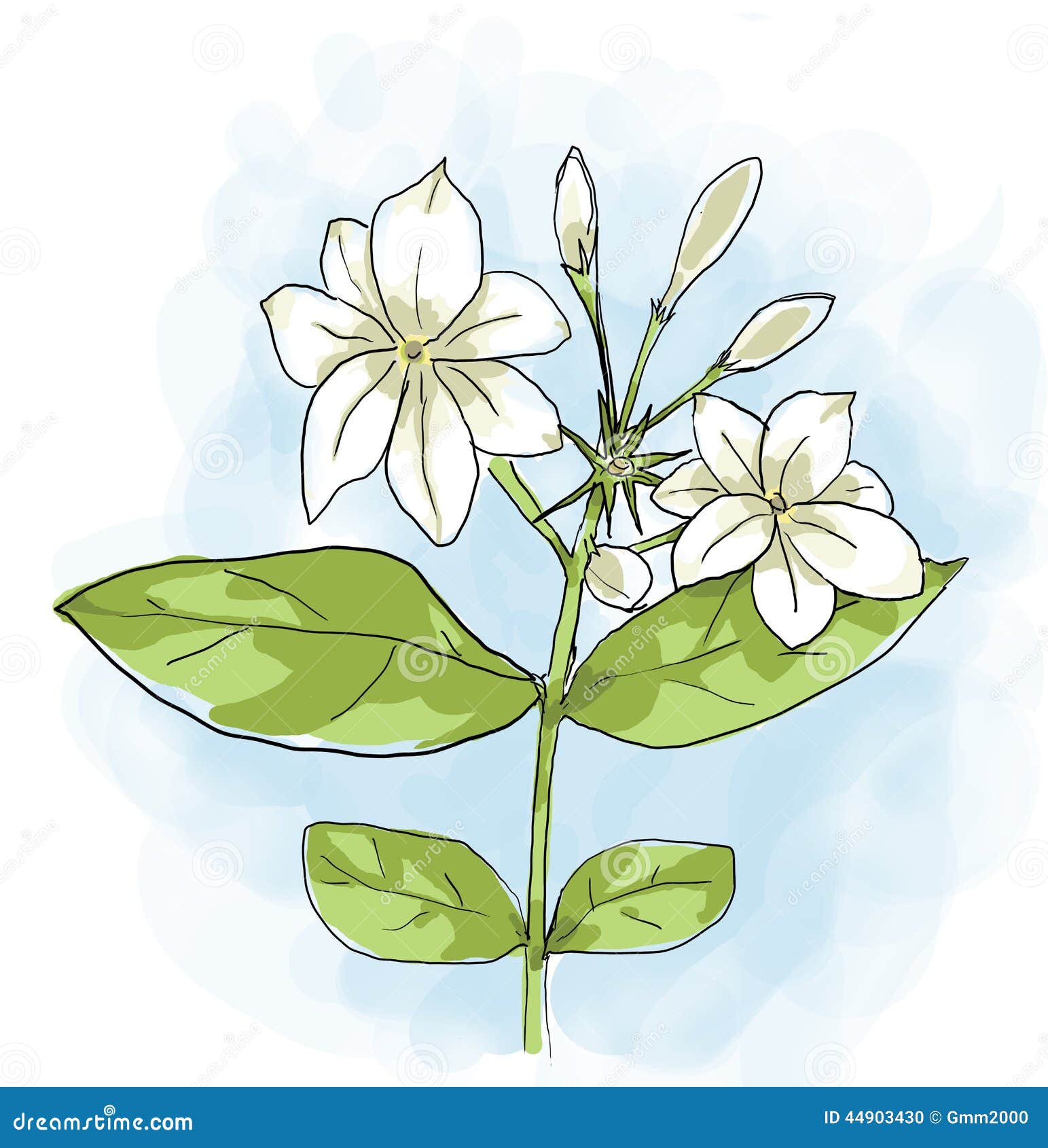 Premium Vector | Continuous one line art drawing of beauty jasmine flower