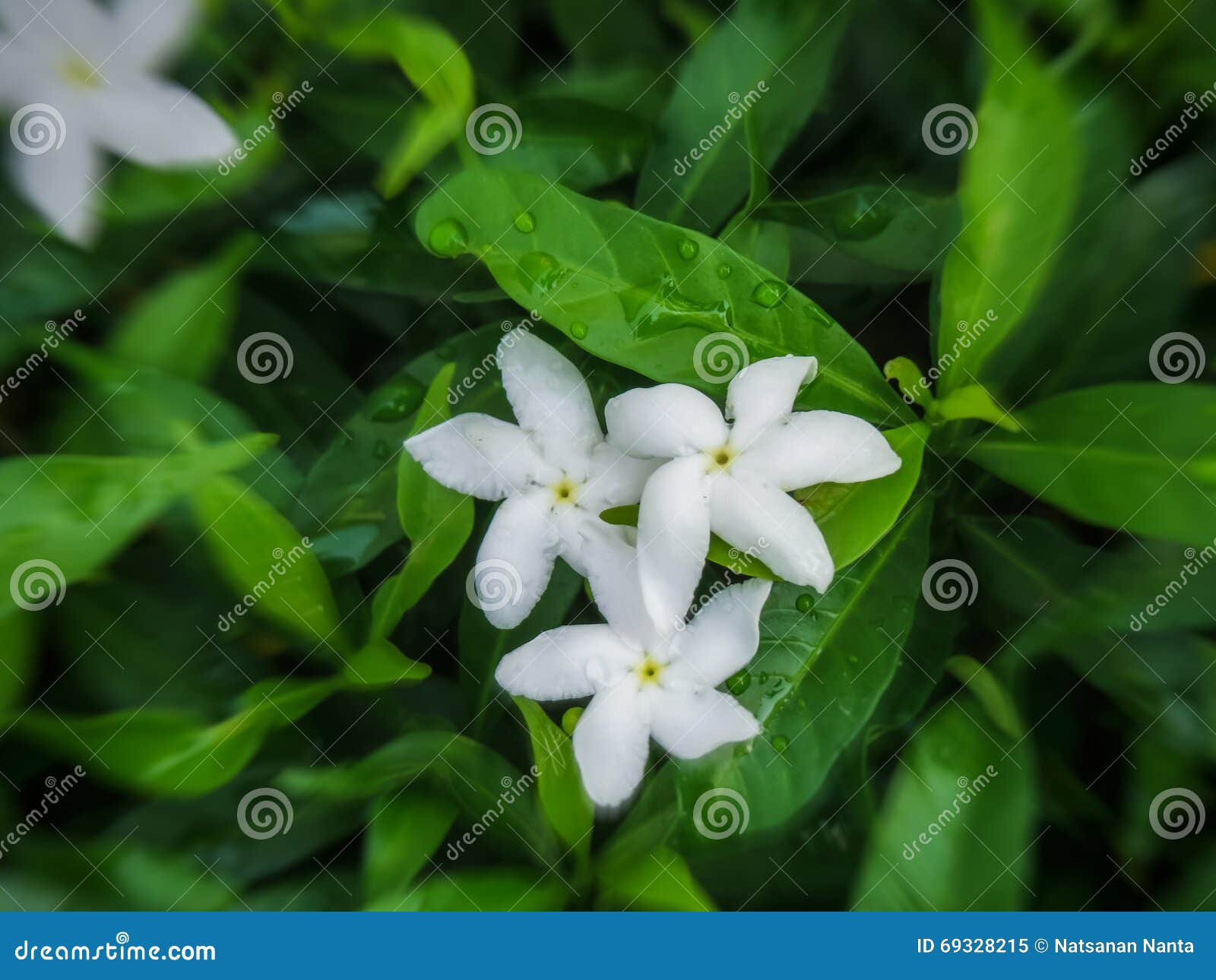 arabian jasmine flowers