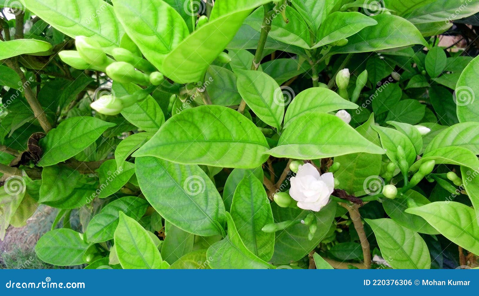 arabian jasmine mogra flower buds