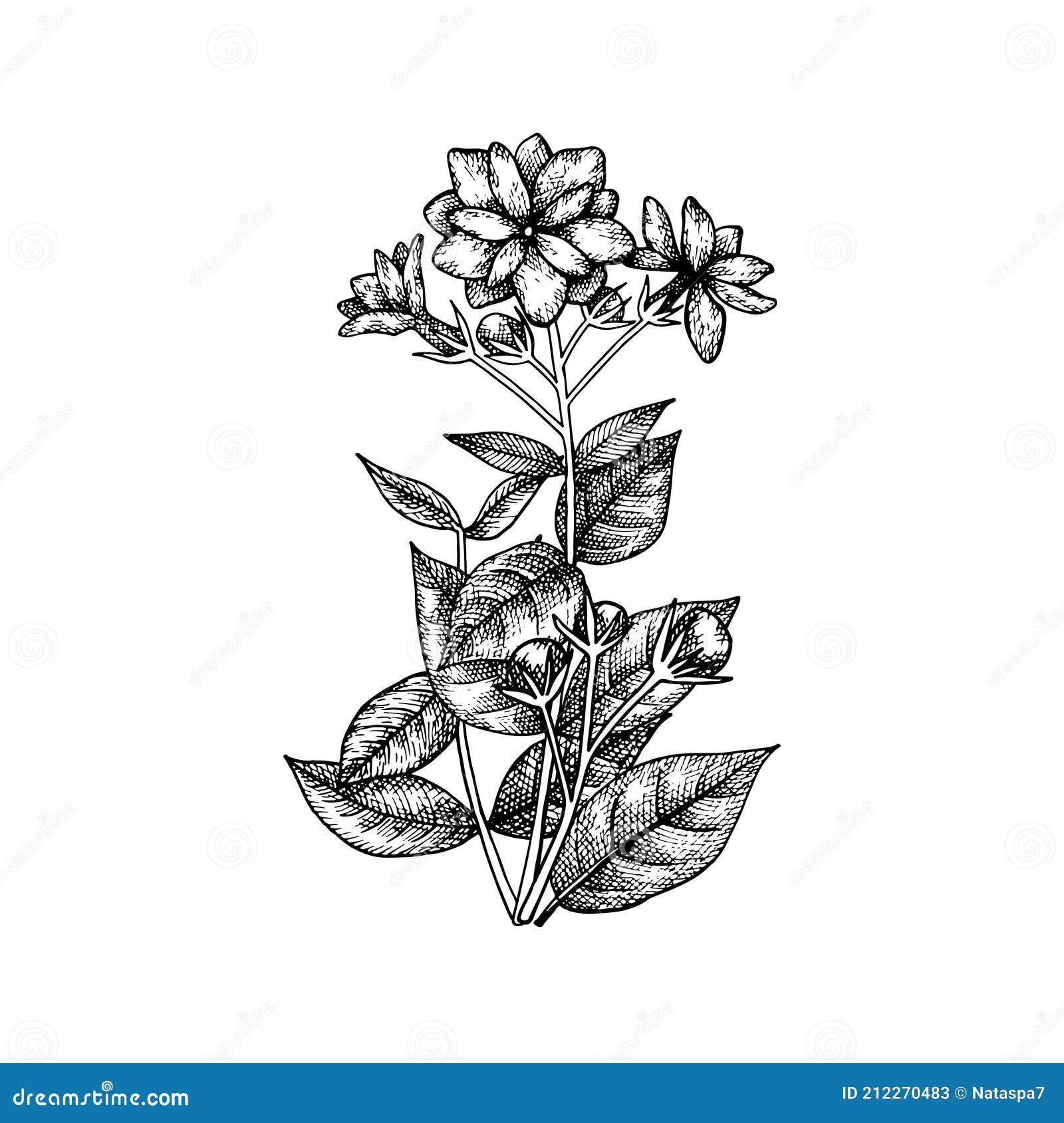 Mogra Flower Vector PNG, Vector, PSD, and Clipart With Transparent  Background for Free Download | Pngtree