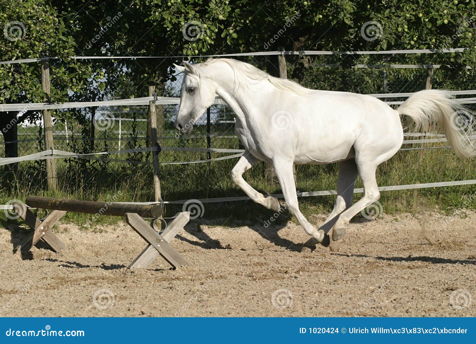 Arabian mare ready to jump stock photo. Image of strong 1020424